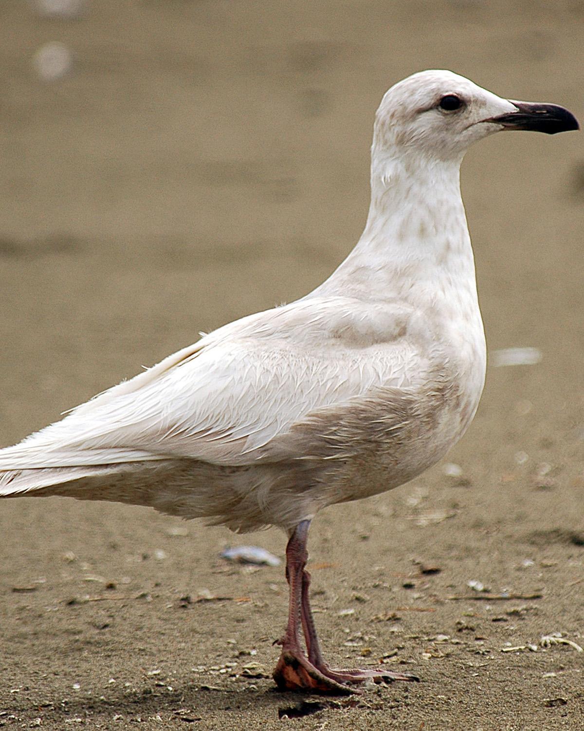Glaucous-winged Gull Photo by Magill Weber