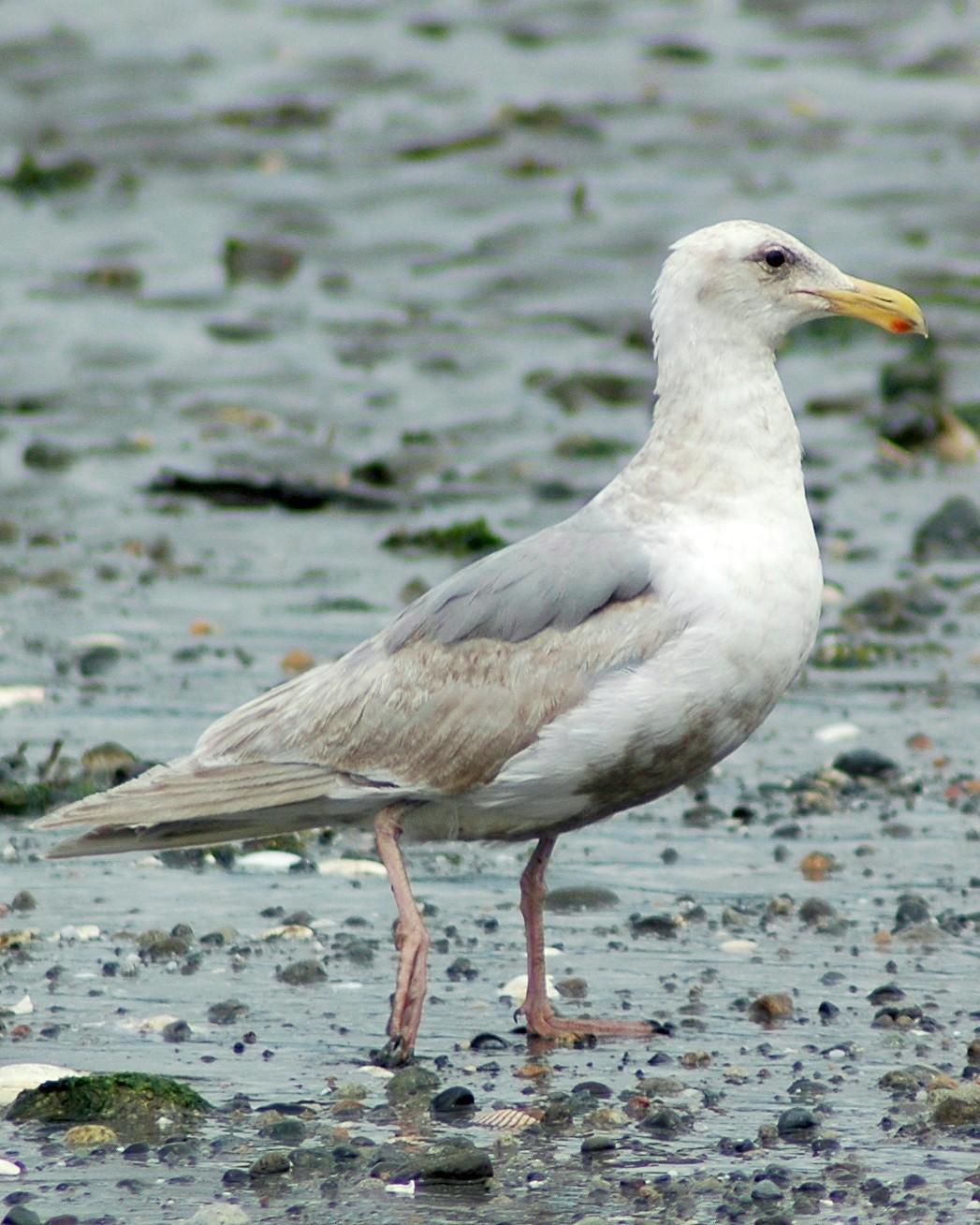 Glaucous-winged Gull Photo by David Hollie