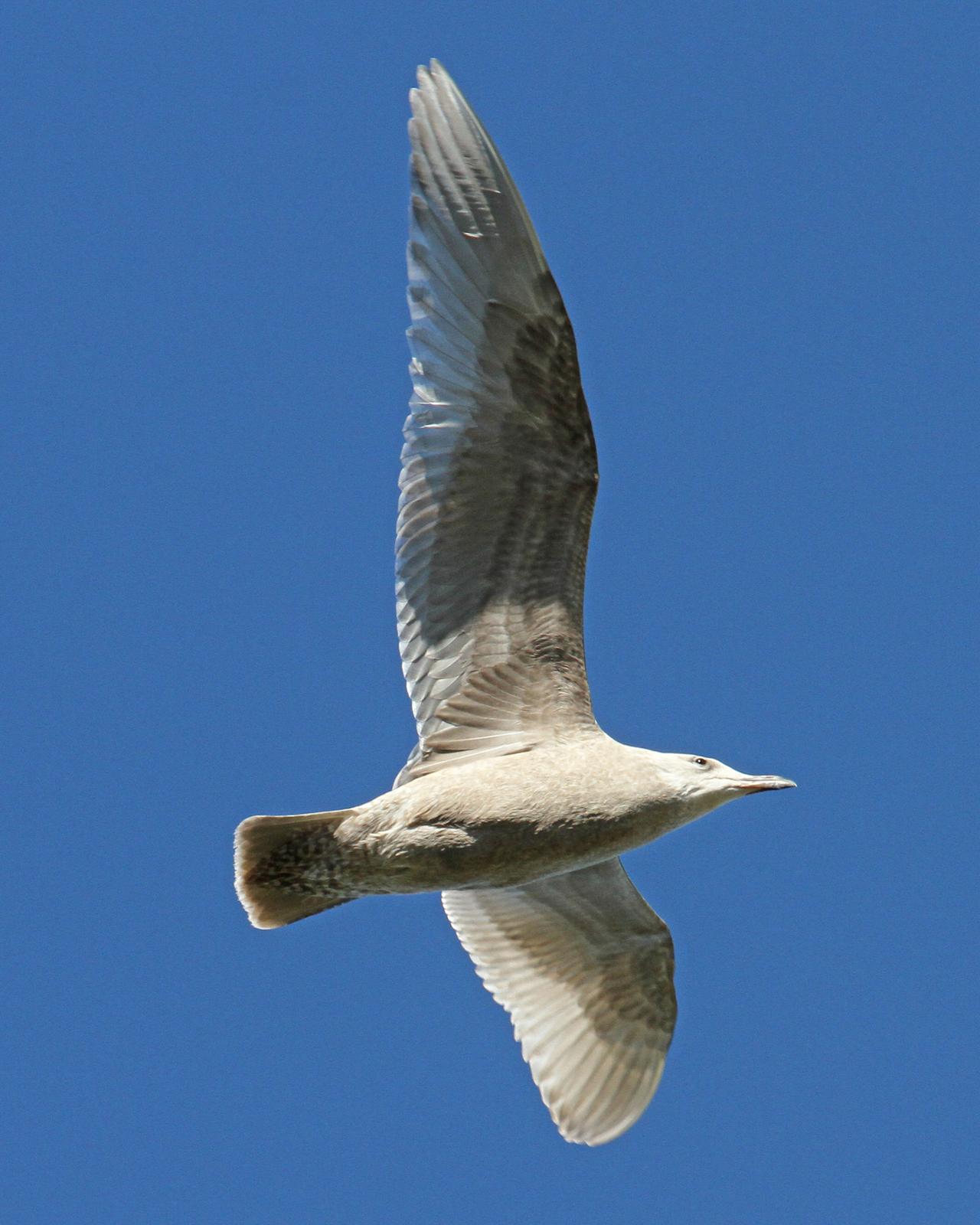 Glaucous-winged Gull Photo by Jamie Chavez