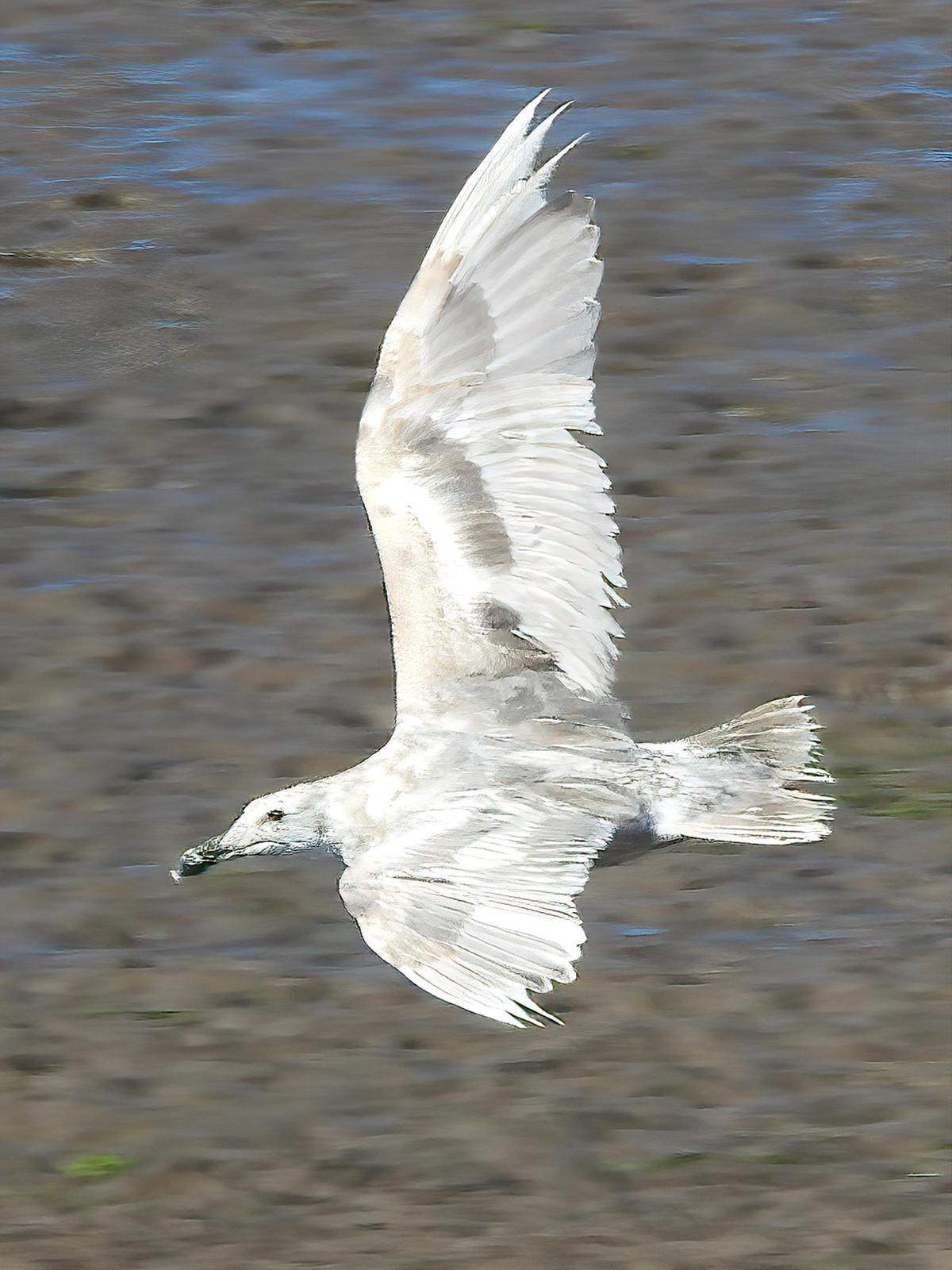 Glaucous-winged Gull Photo by Dan Tallman