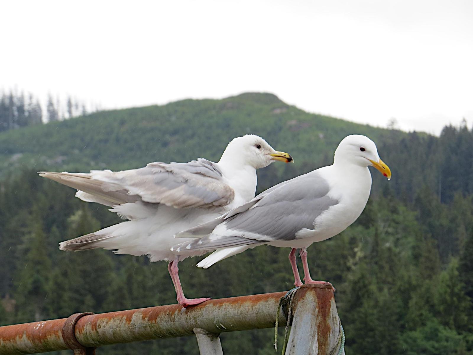 Glaucous-winged Gull Photo by Brian Avent