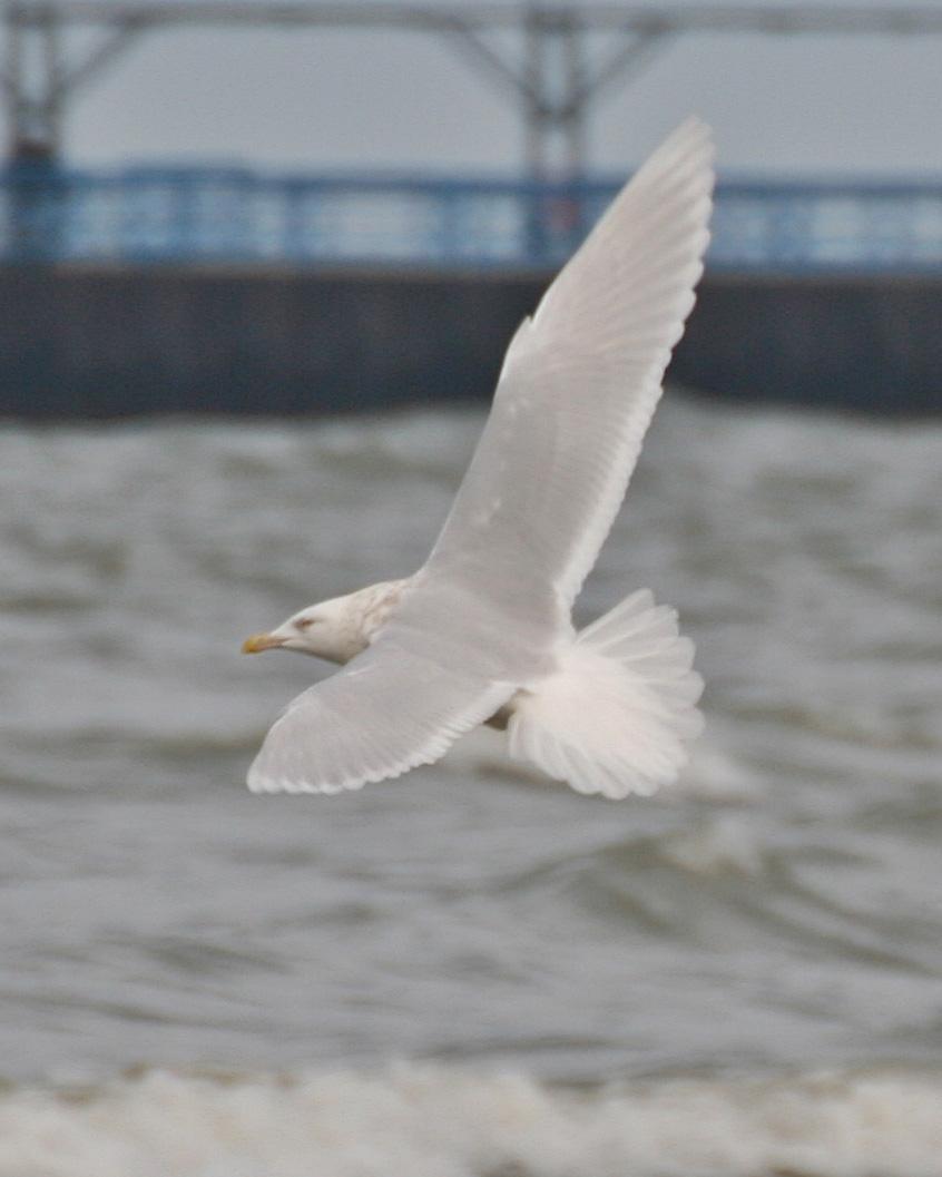 Glaucous Gull Photo by Andrew Theus