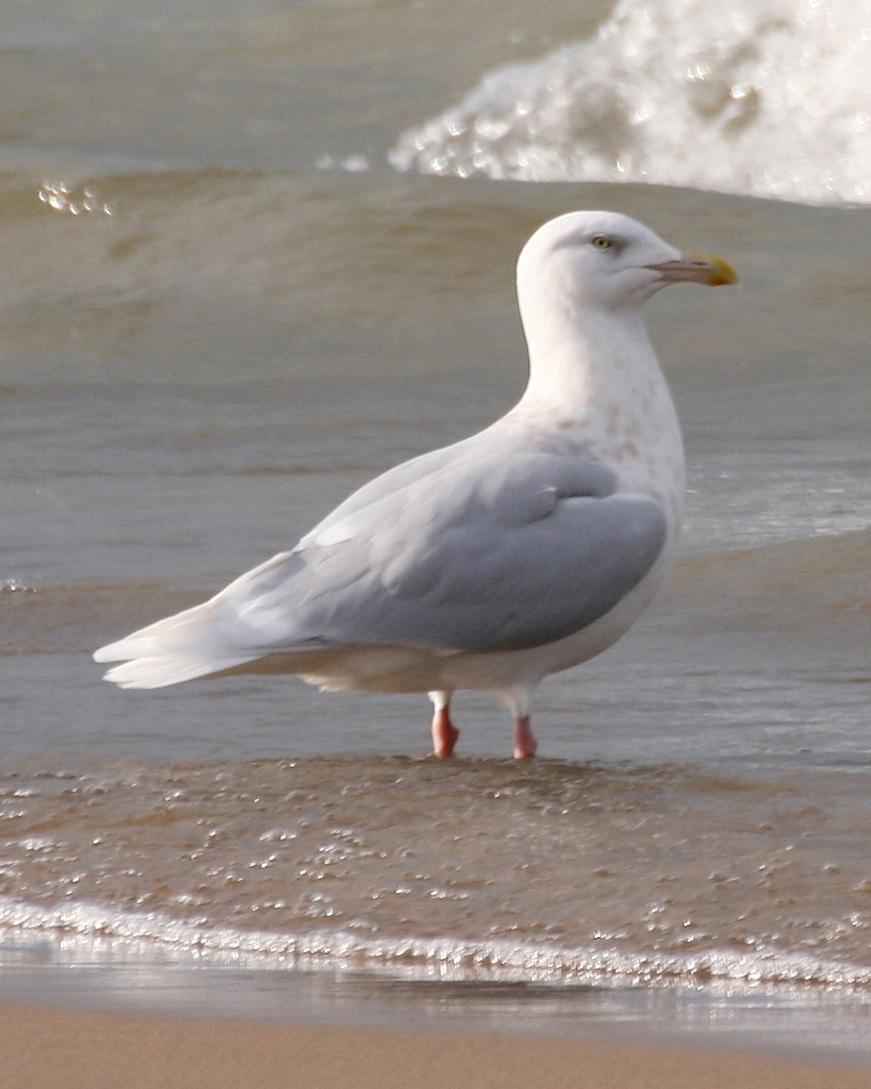 Glaucous Gull Photo by Andrew Theus