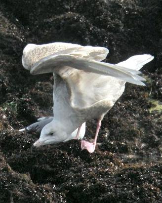 Glaucous Gull Photo by Oscar Johnson