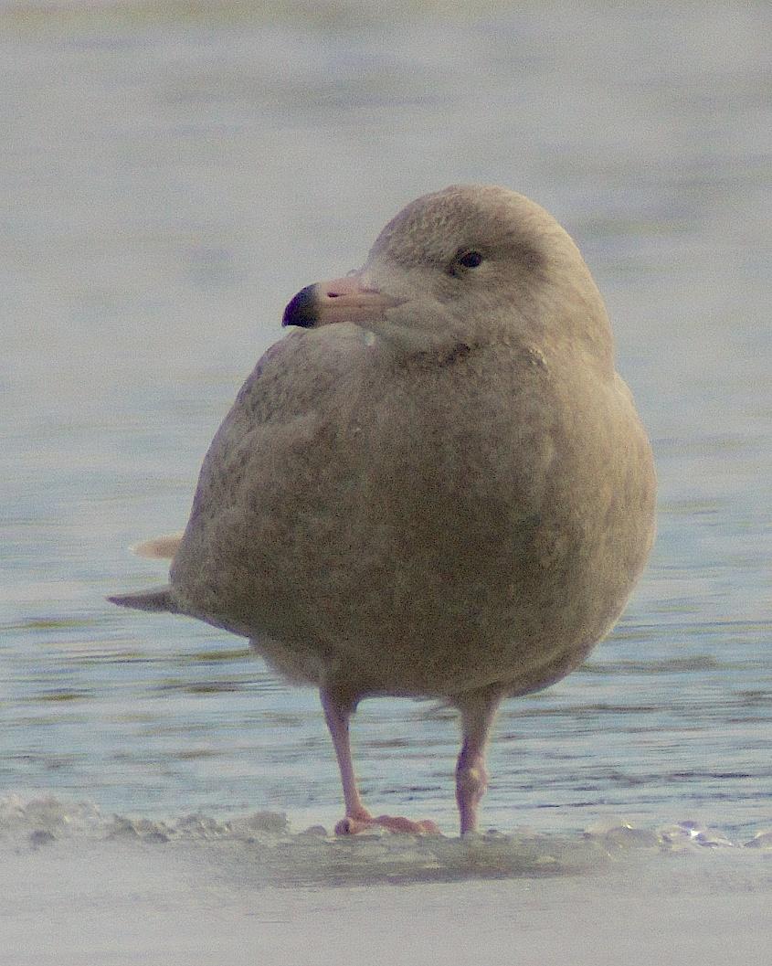 Glaucous Gull Photo by Gerald Hoekstra