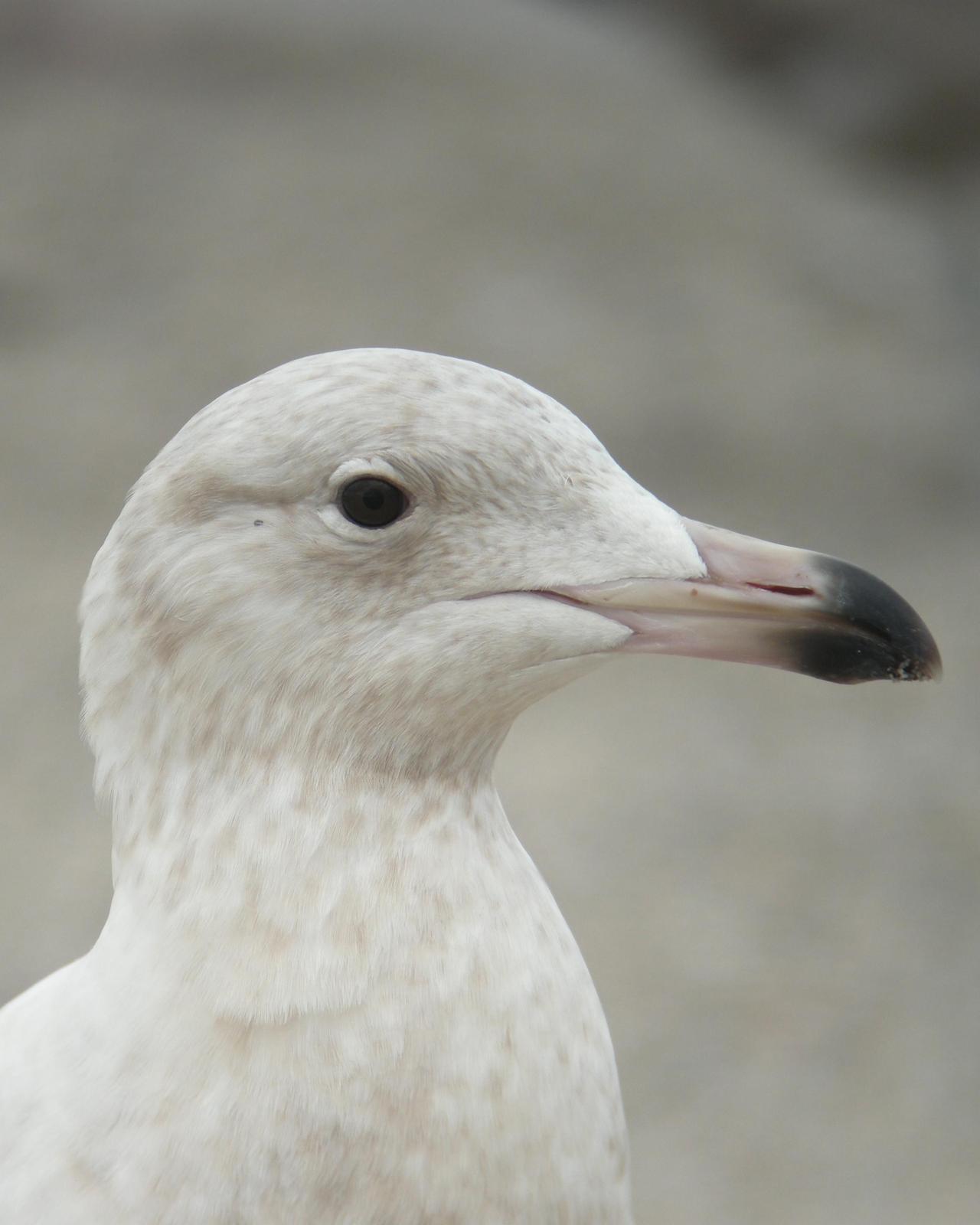 Glaucous Gull Photo by Oscar Johnson