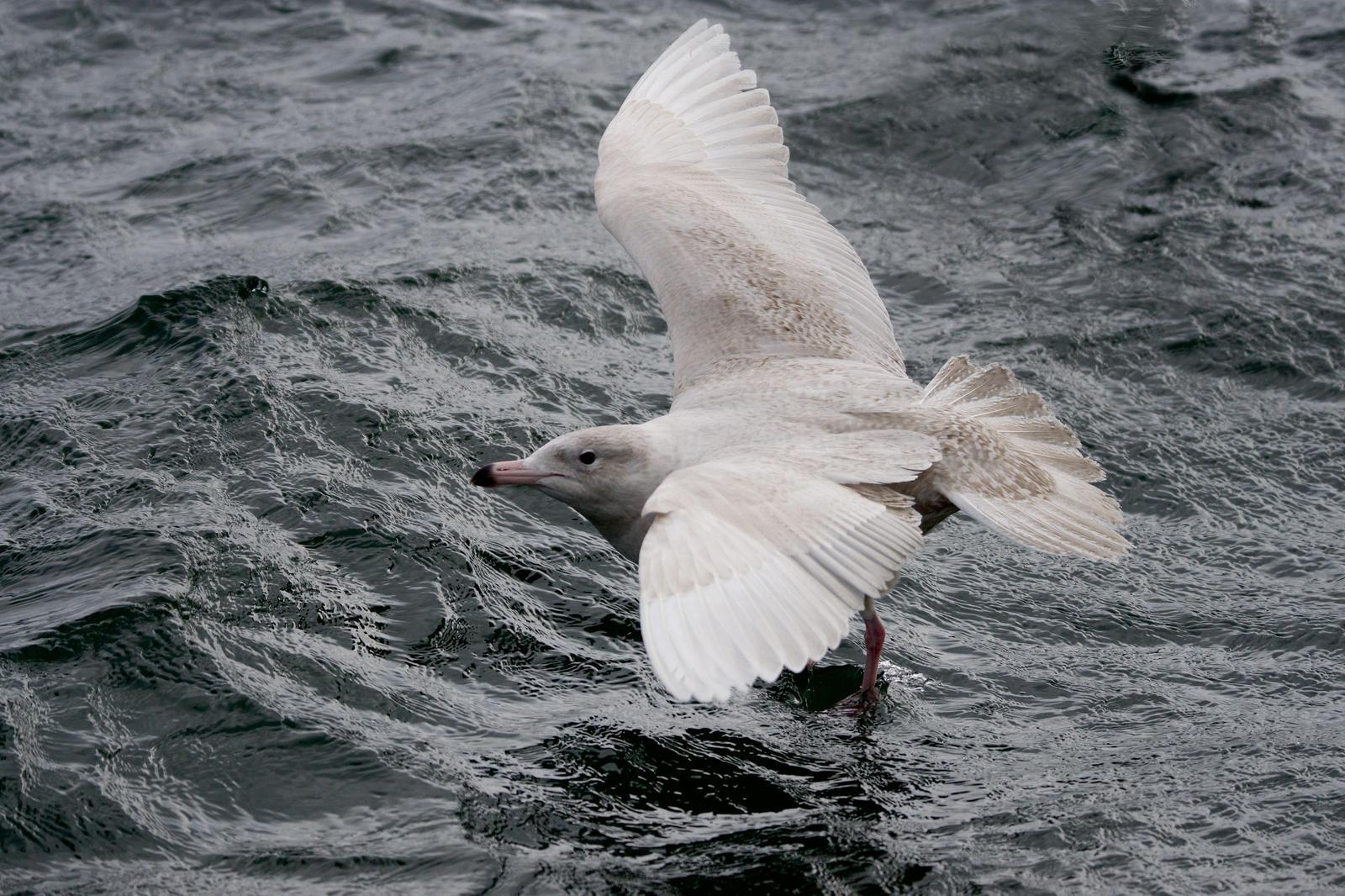 Glaucous Gull Photo by Gerald Hoekstra