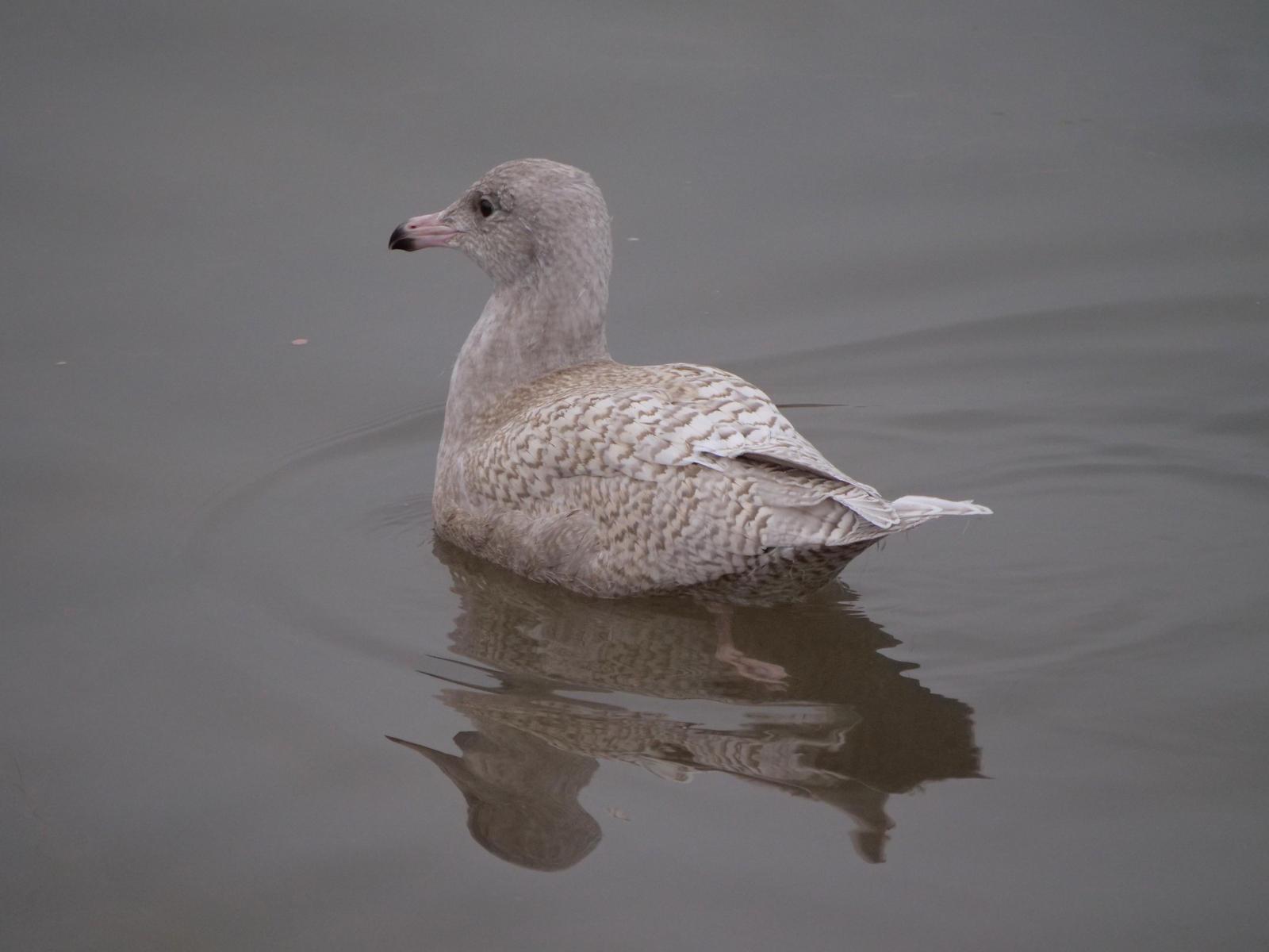 Glaucous Gull Photo by Peter Lowe