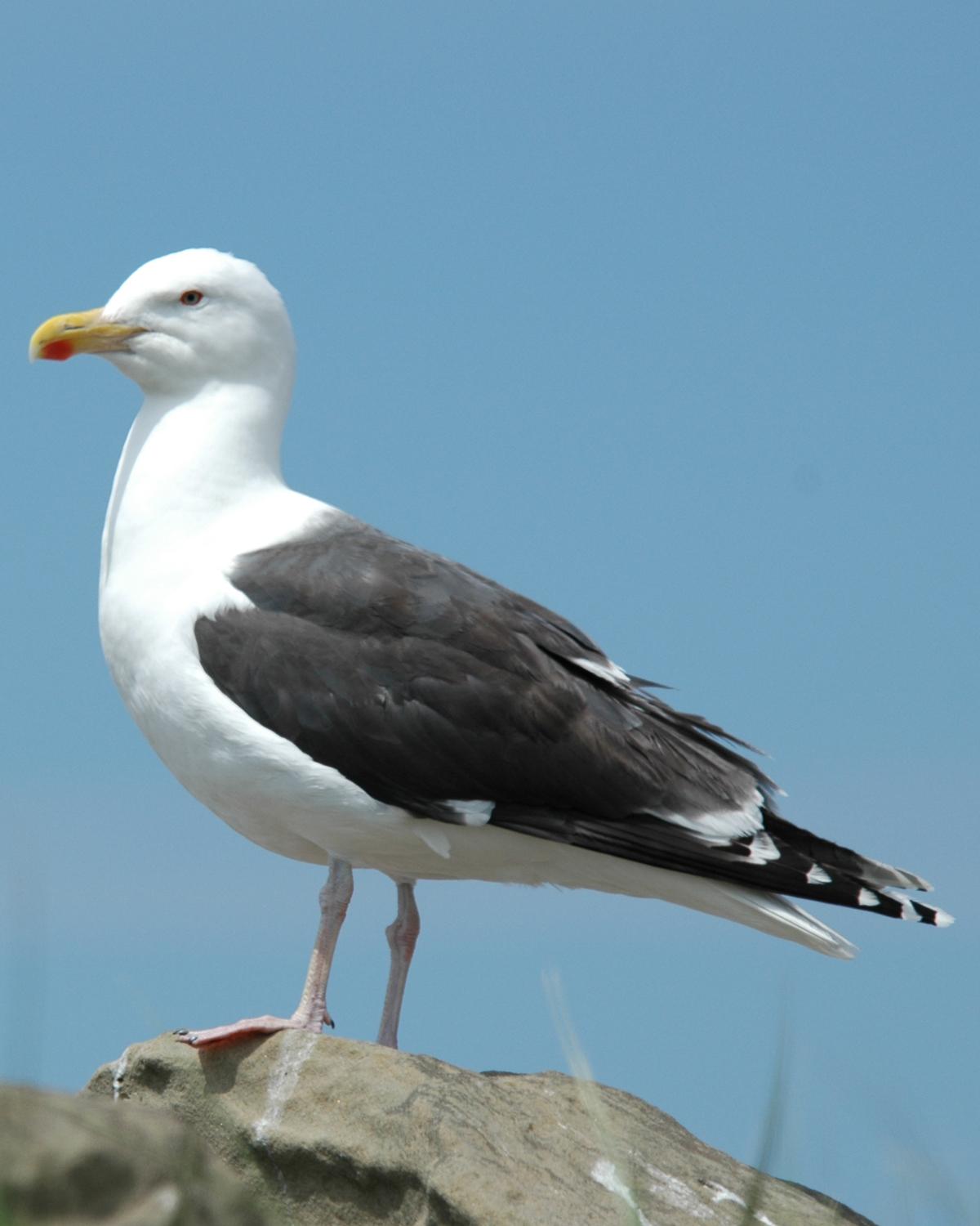 Great Black-backed Gull Photo by Magill Weber