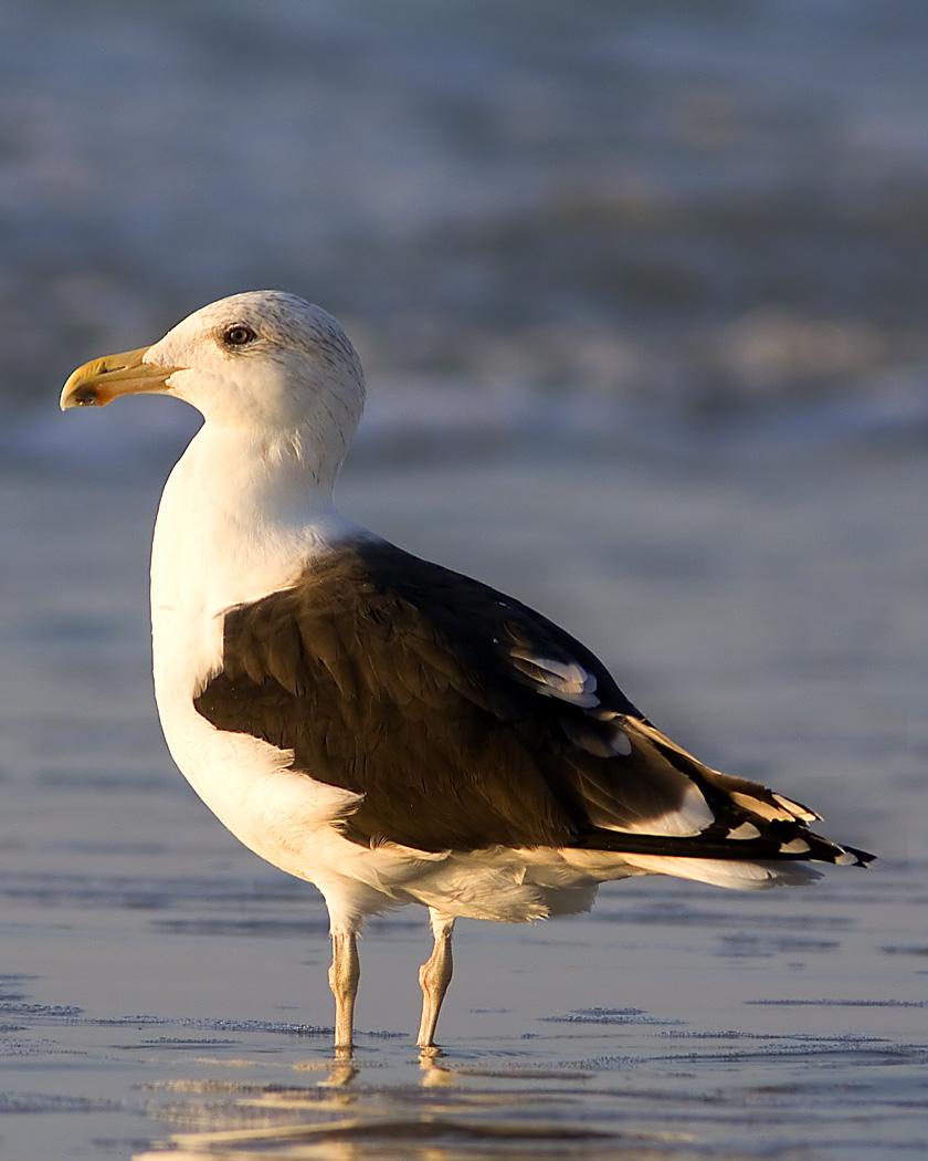 Great Black-backed Gull Photo by Josh Haas