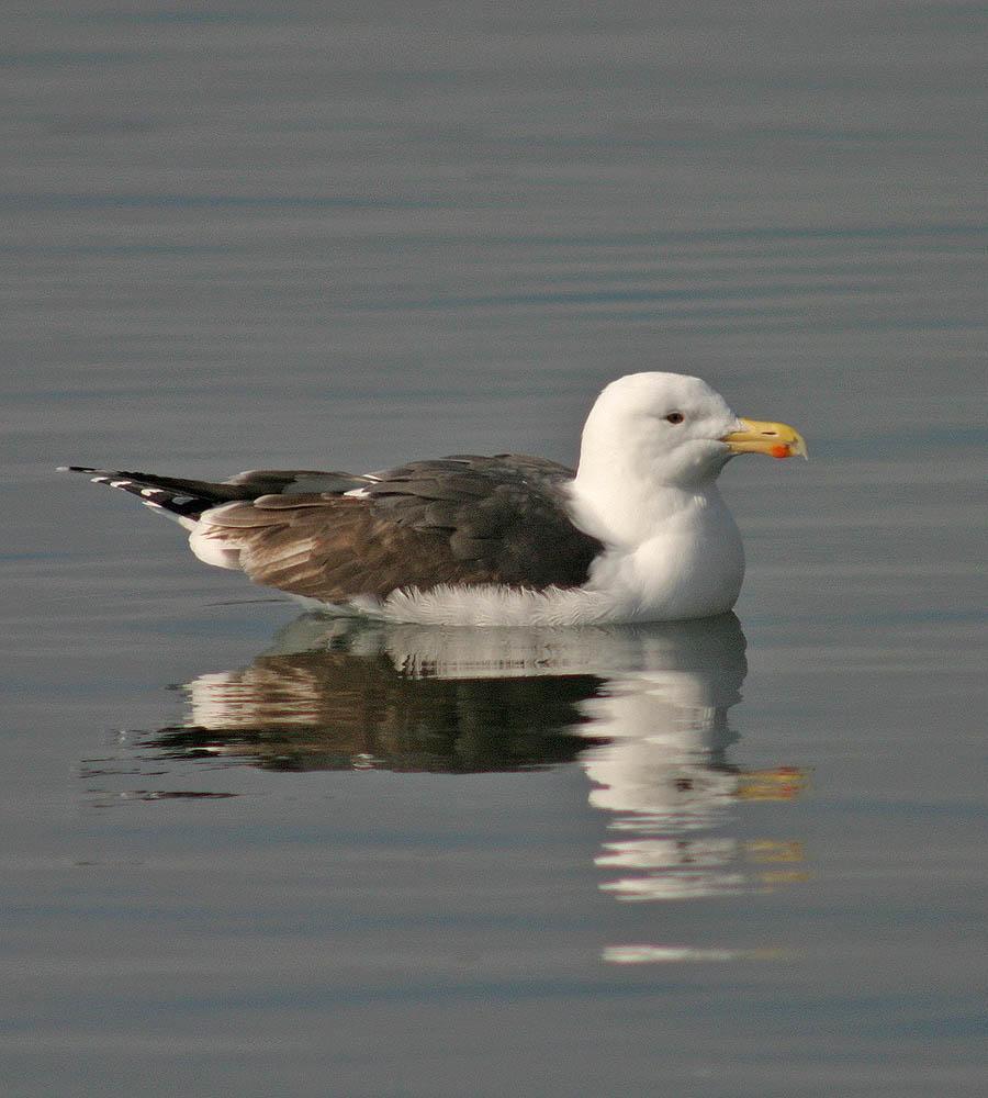 Great Black-backed Gull Photo by Peter Boesman