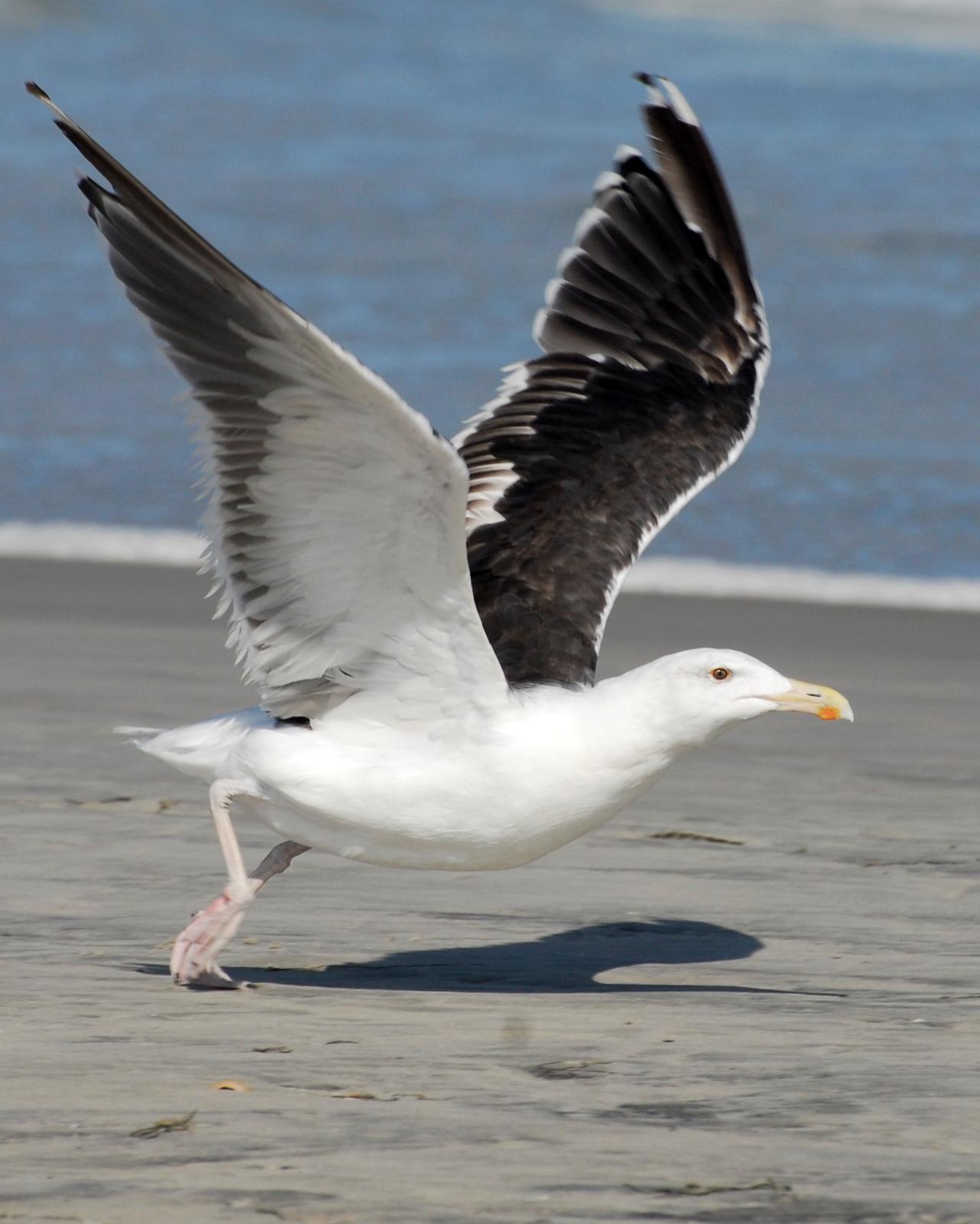 Great Black-backed Gull Photo by David Hollie