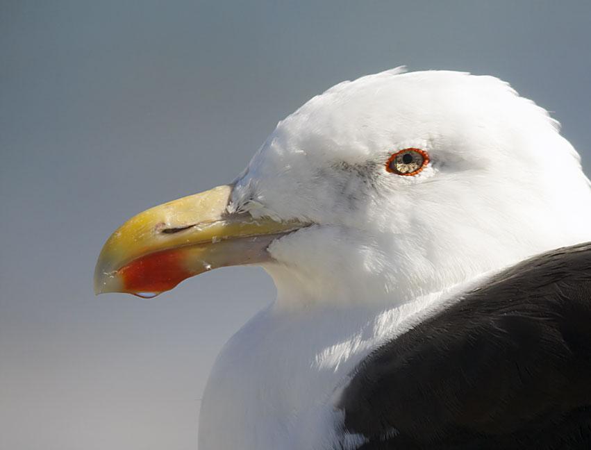 Great Black-backed Gull Photo by Dan Tallman
