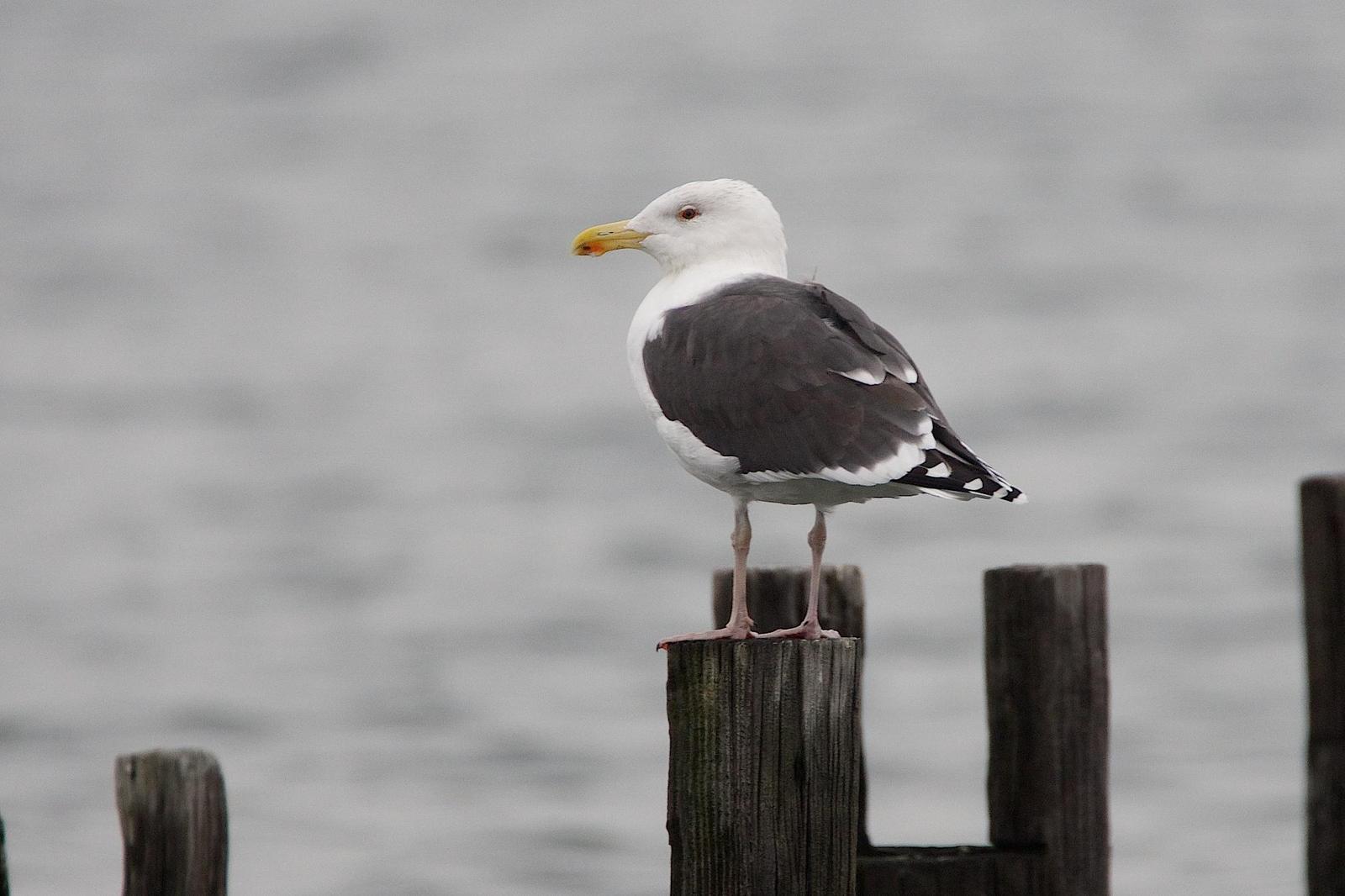 Great Black-backed Gull Photo by Gerald Hoekstra