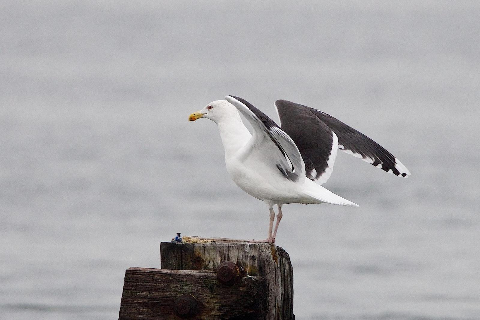 Great Black-backed Gull Photo by Gerald Hoekstra