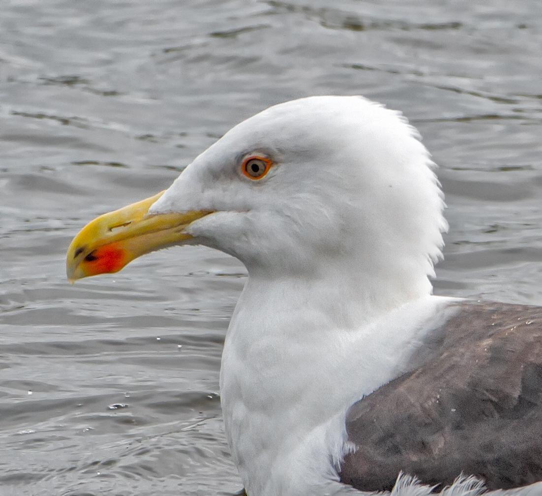 Great Black-backed Gull Photo by JC Knoll