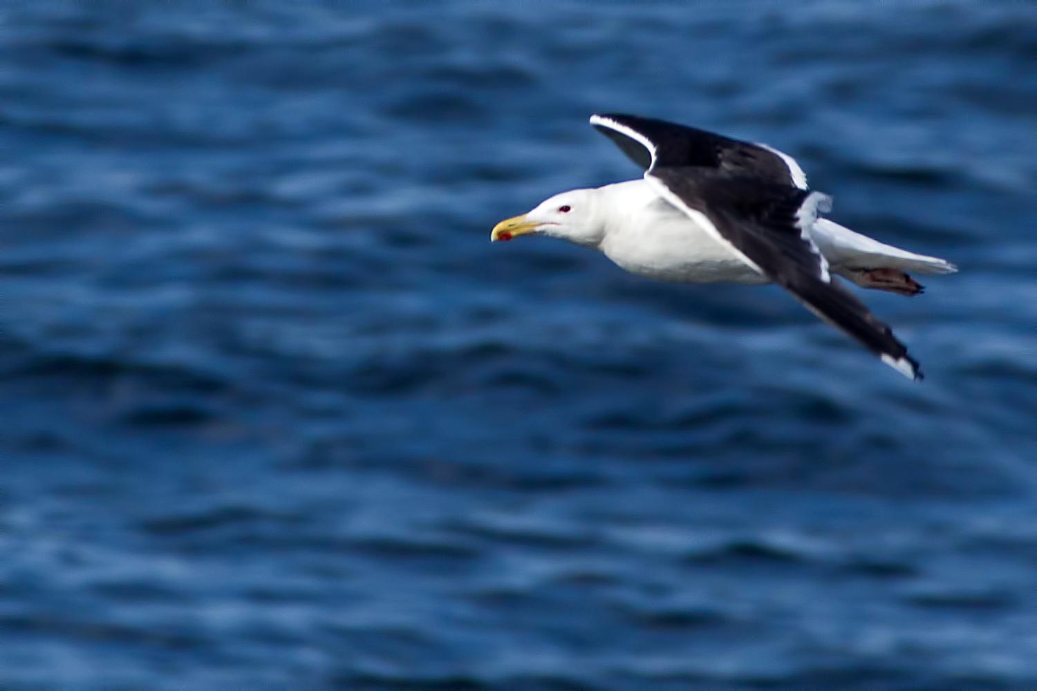 Great Black-backed Gull Photo by Rob Dickerson
