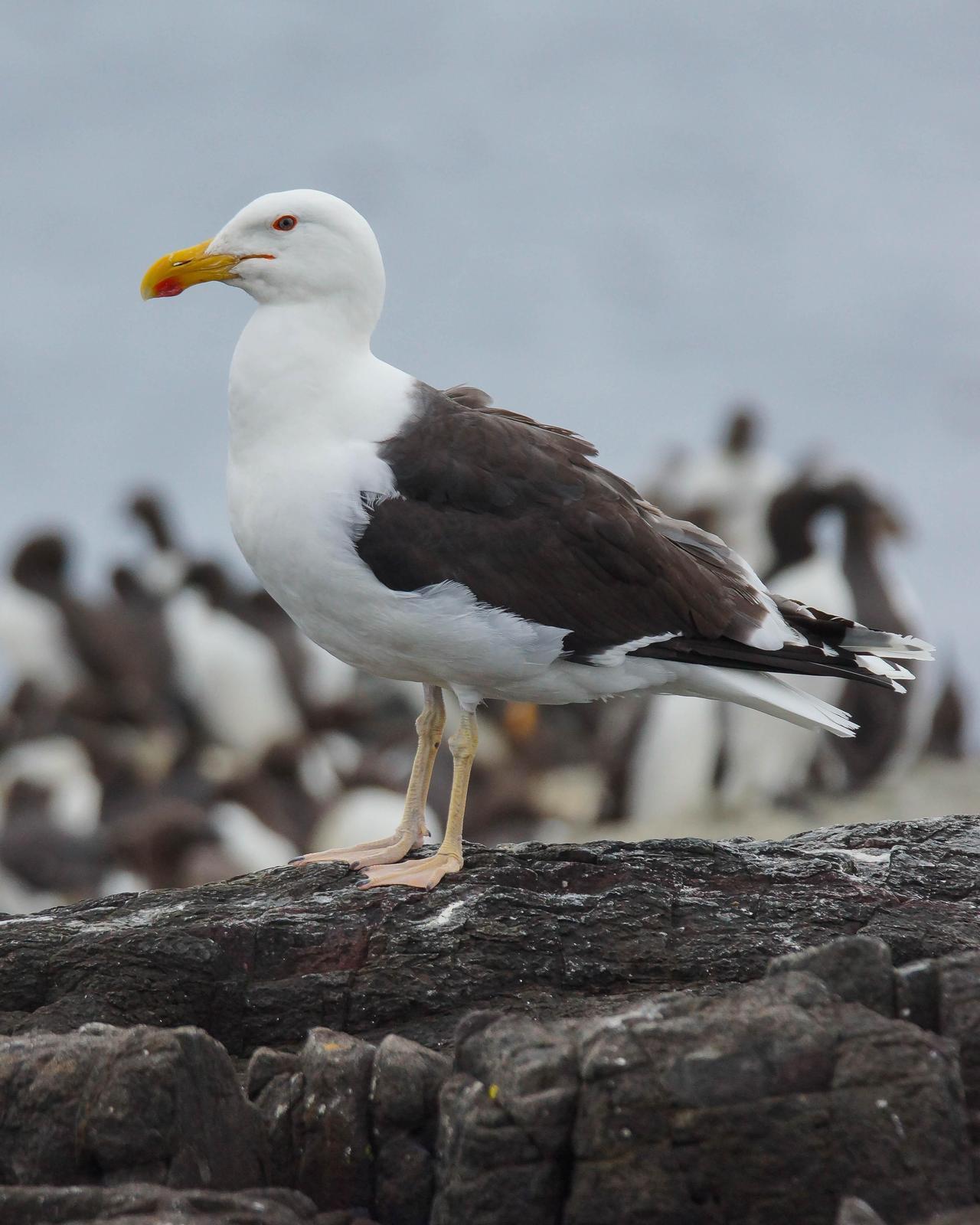 Great Black-backed Gull Photo by Steve Percival