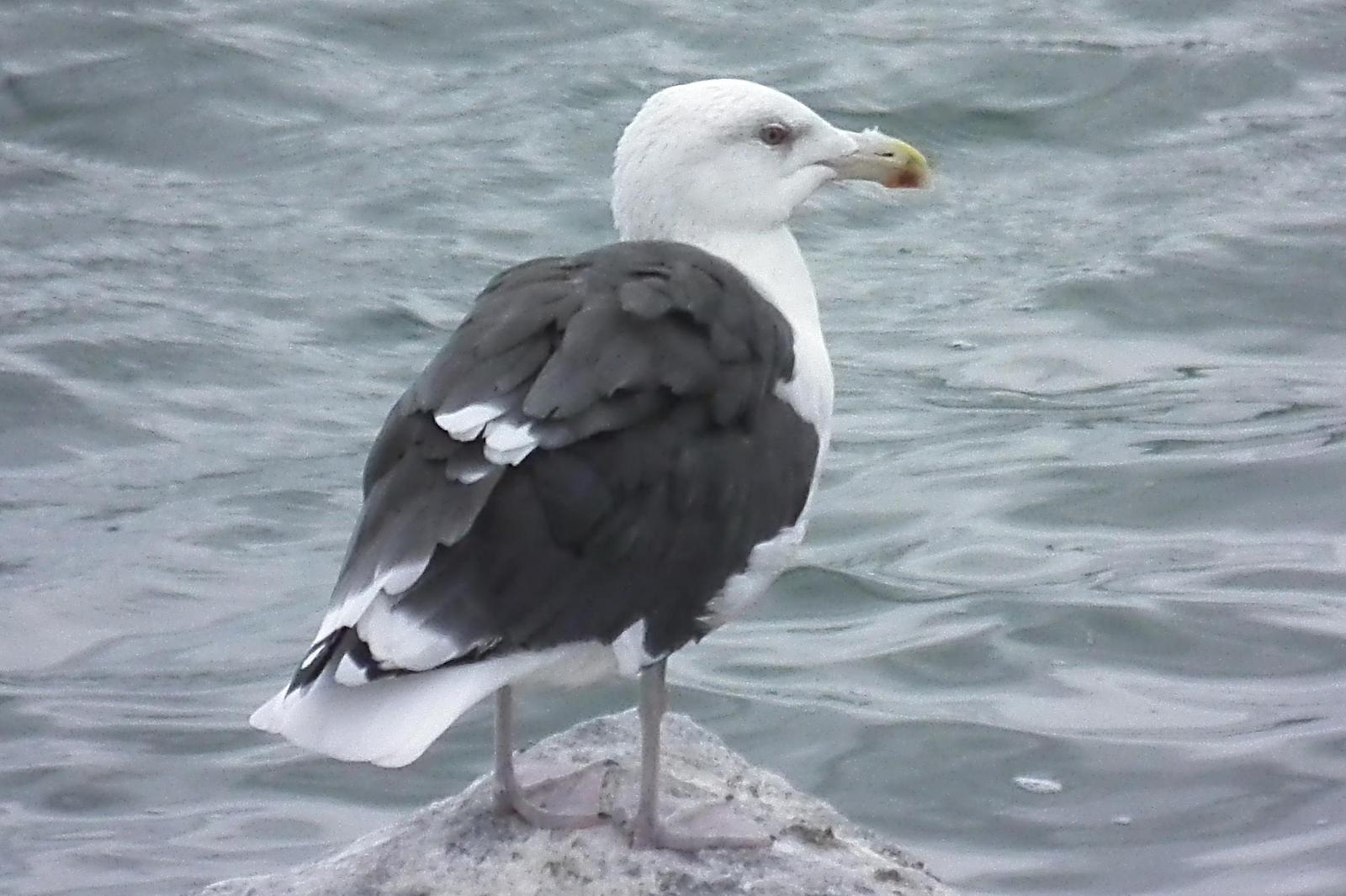 Great Black-backed Gull Photo by Enid Bachman