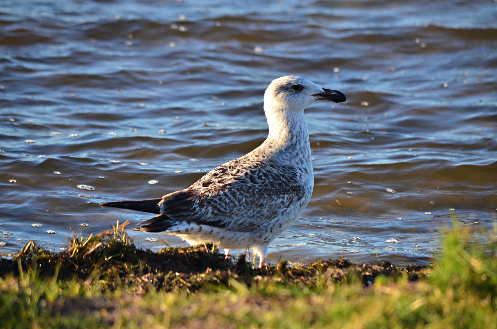 Great Black-backed Gull Photo by Darcy Ruby