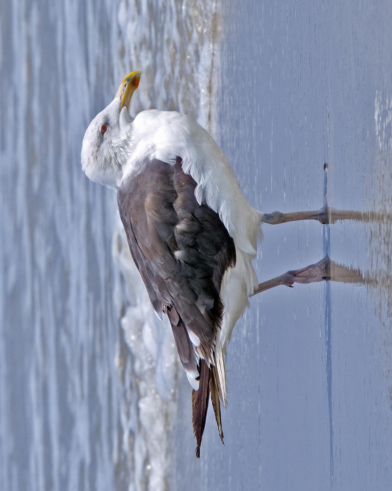 Great Black-backed Gull Photo by JC Knoll