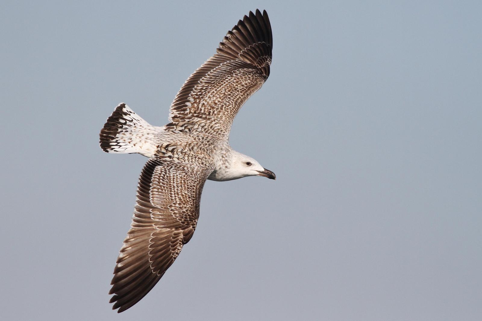 Great Black-backed Gull Photo by Alex Lamoreaux