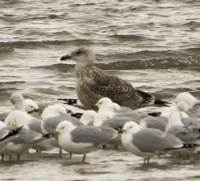Great Black-backed Gull Photo by Tom Gannon