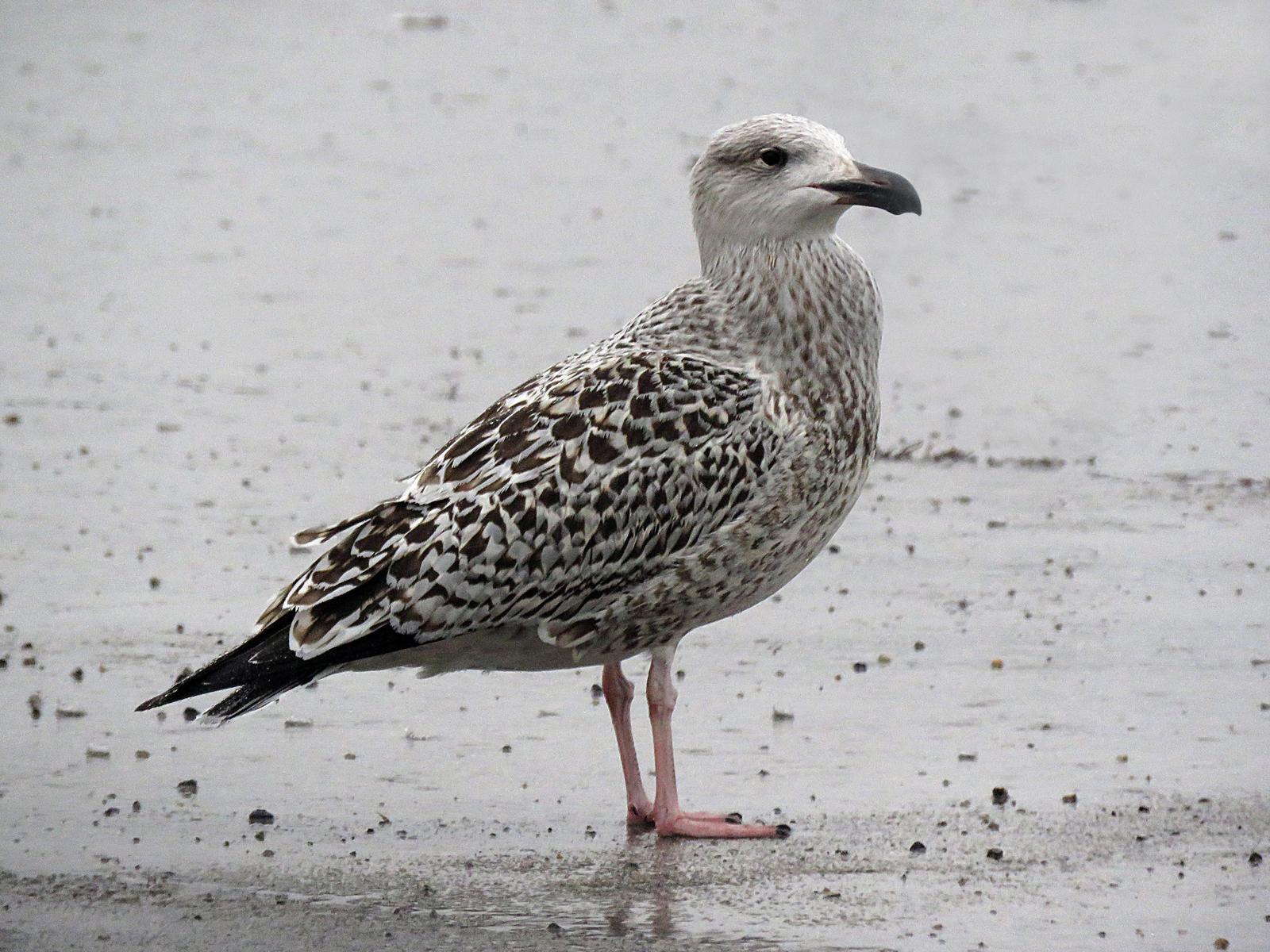 Great Black-backed Gull Photo by Kathy Carroll