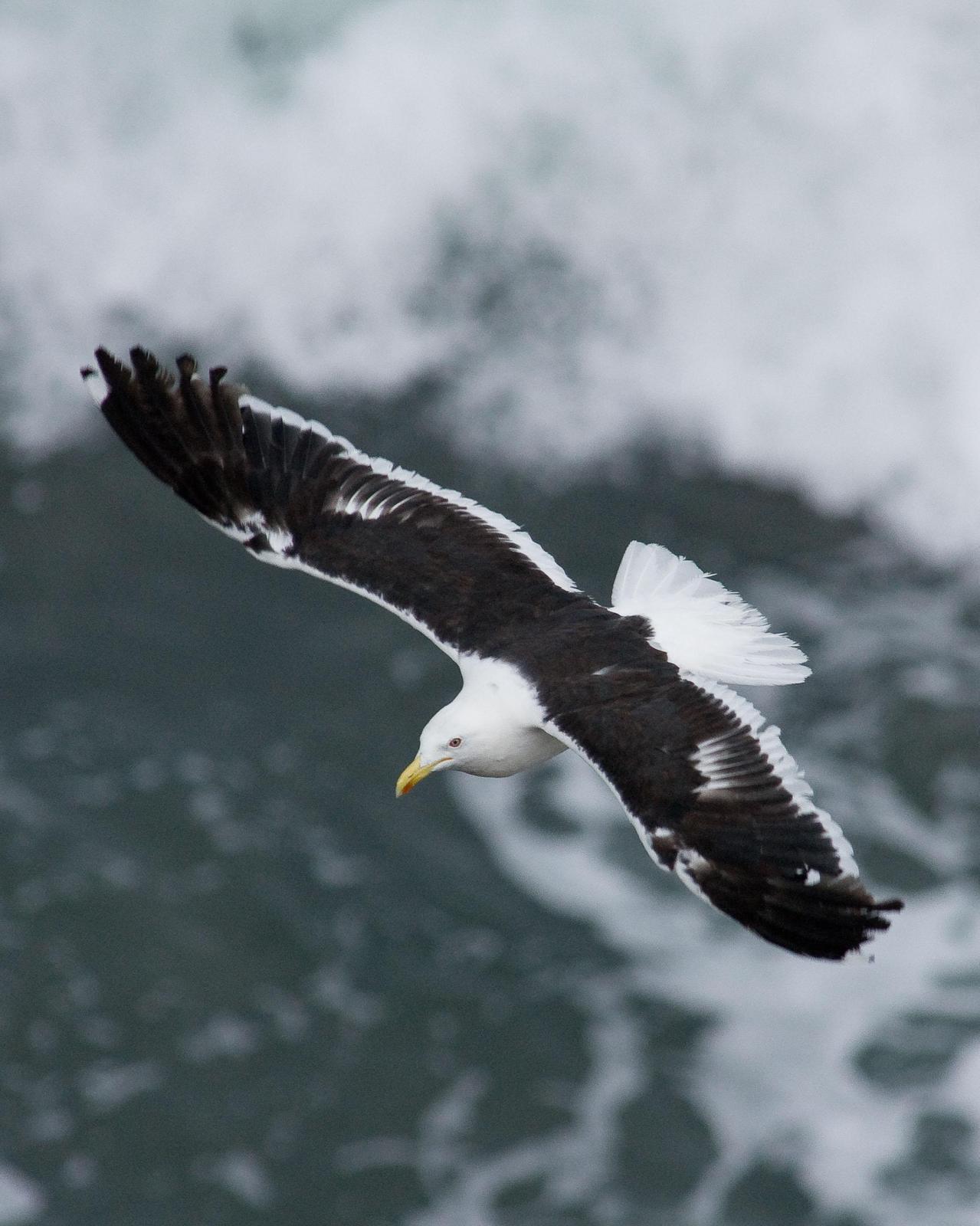 Kelp Gull Photo by Steve Percival
