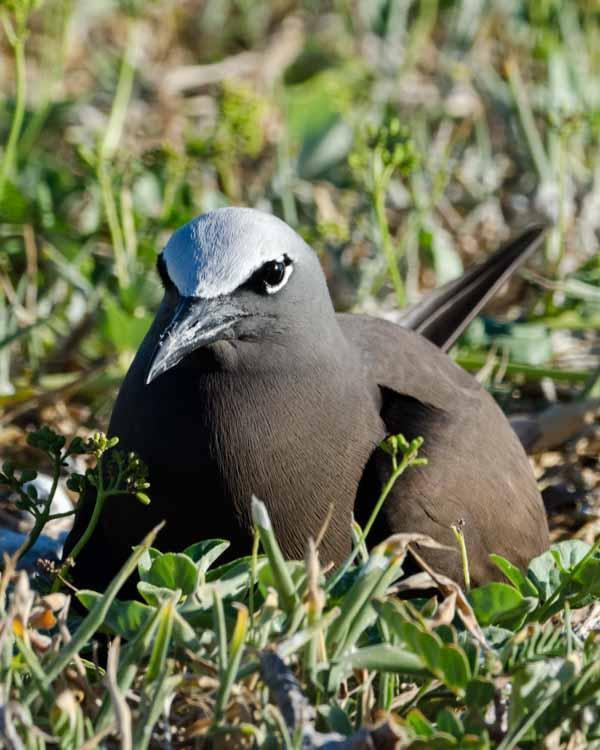 Brown Noddy Photo by Bob Hasenick