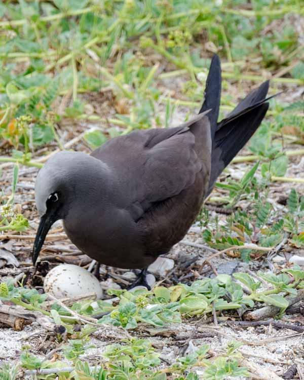 Brown Noddy Photo by Bob Hasenick