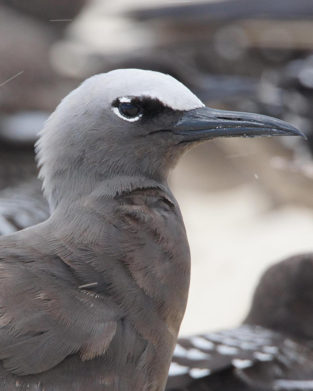 Brown Noddy Photo by Steve Percival