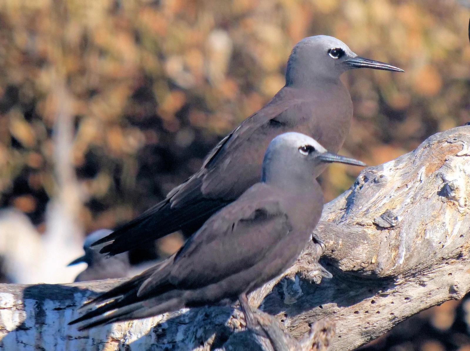 Lesser Noddy Photo by Peter Lowe