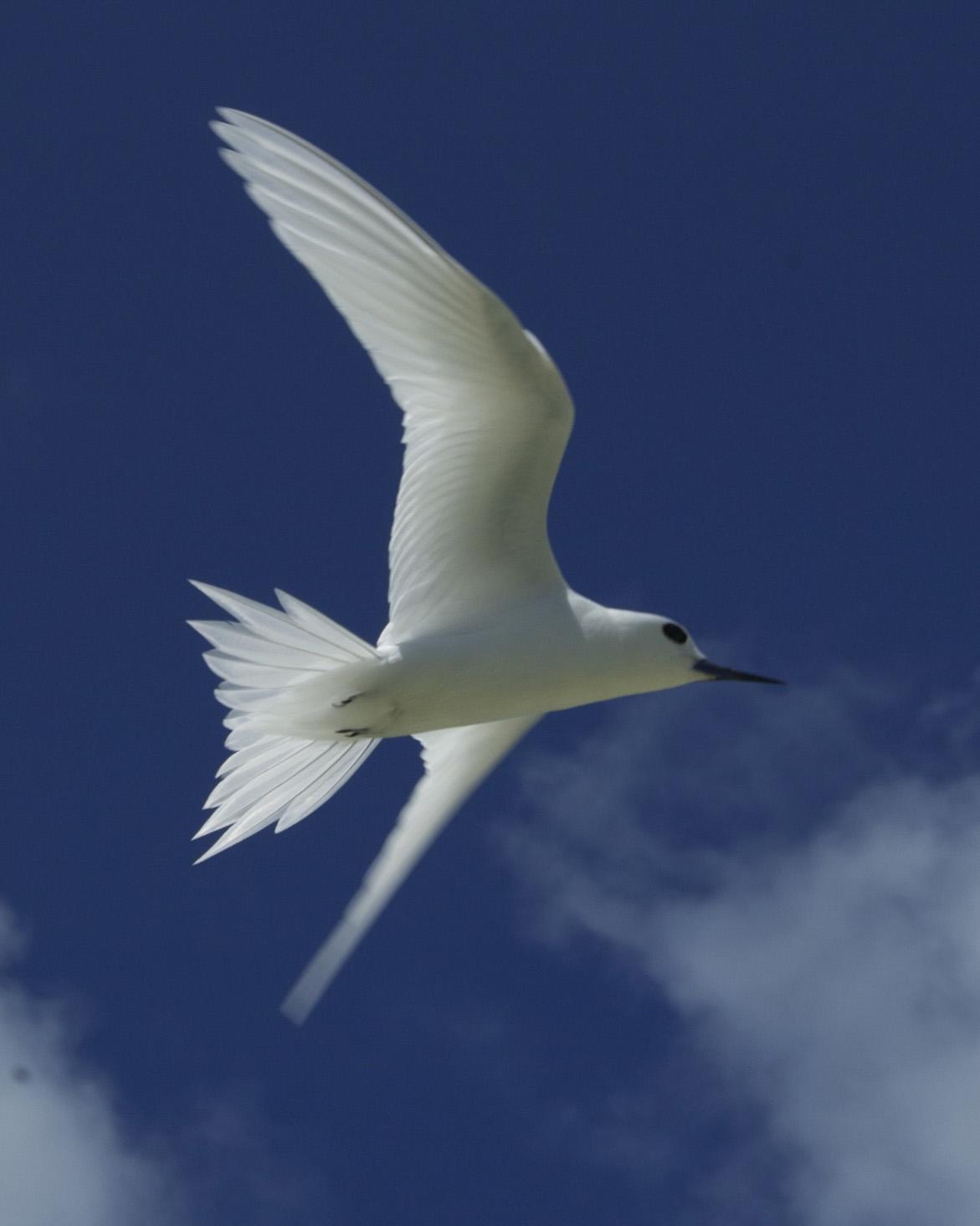 White Tern Photo by Jonathan Bent