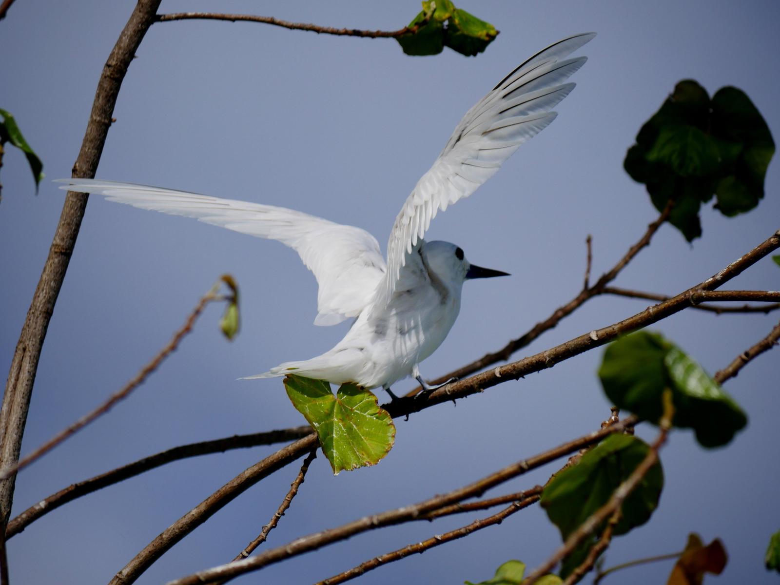 White Tern Photo by Peter Lowe