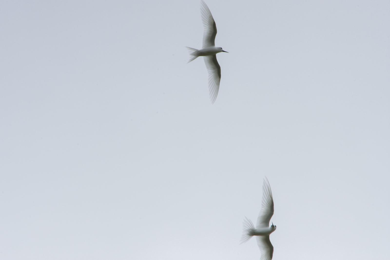 White Tern Photo by Joseph Angstman