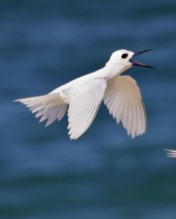 White Tern Photo by Mat Gilfedder