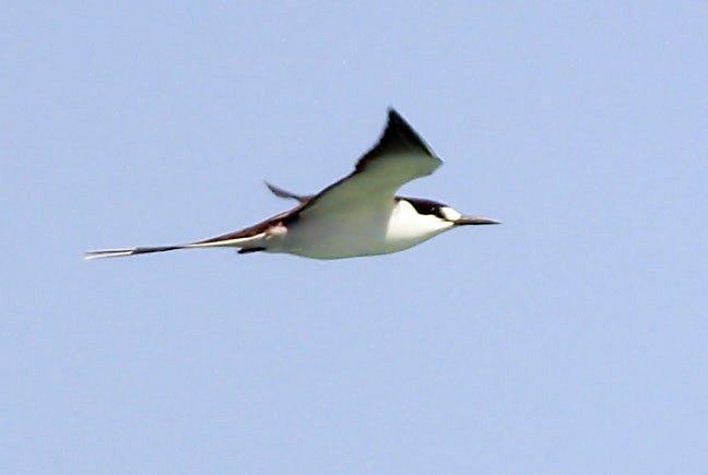 Sooty Tern Photo by Dan Tallman