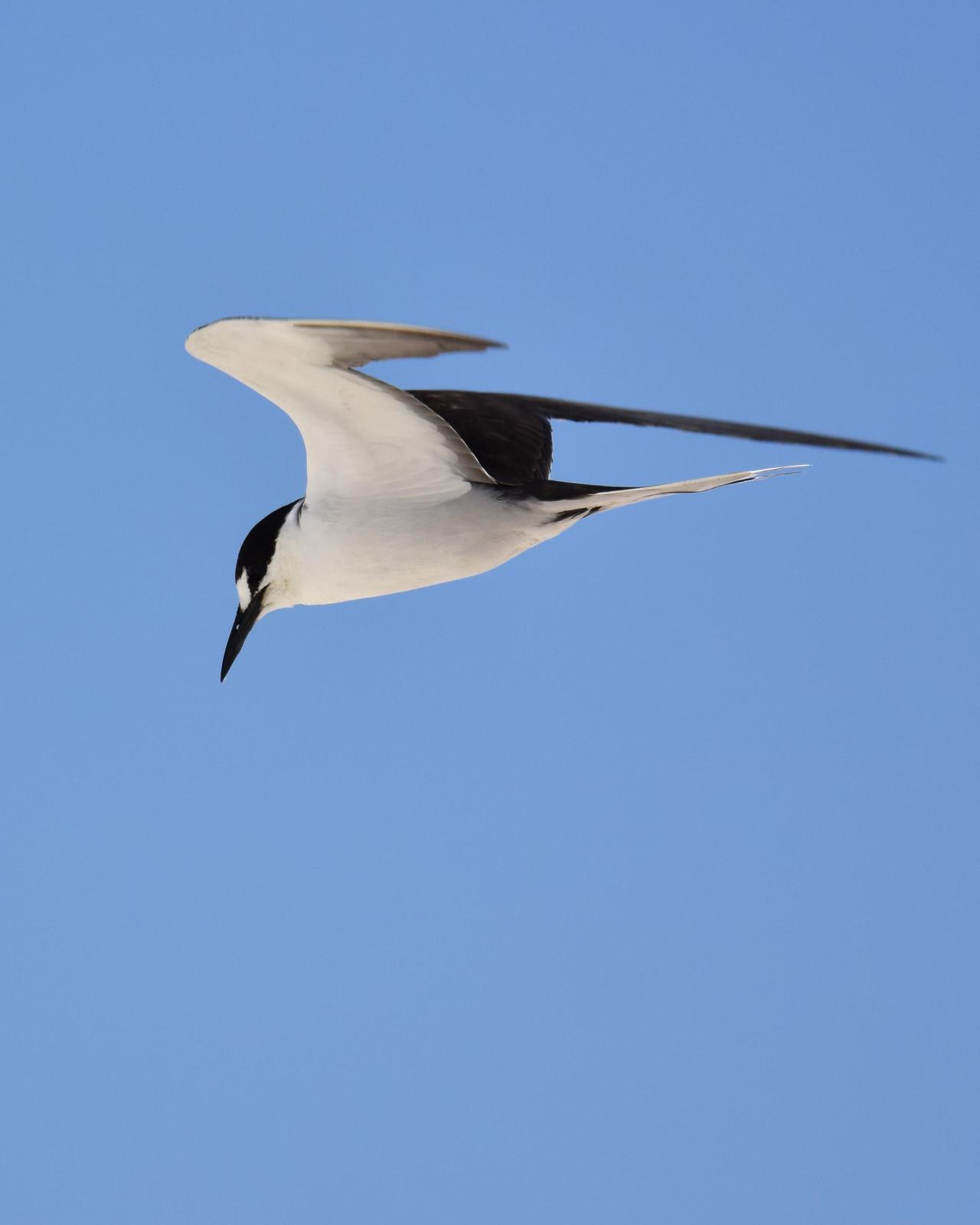 Sooty Tern Photo by Emily Percival
