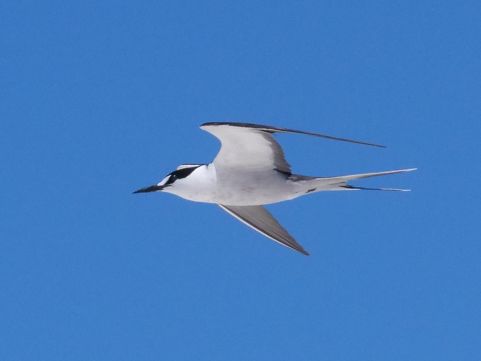Sooty Tern Photo by Peter Lowe