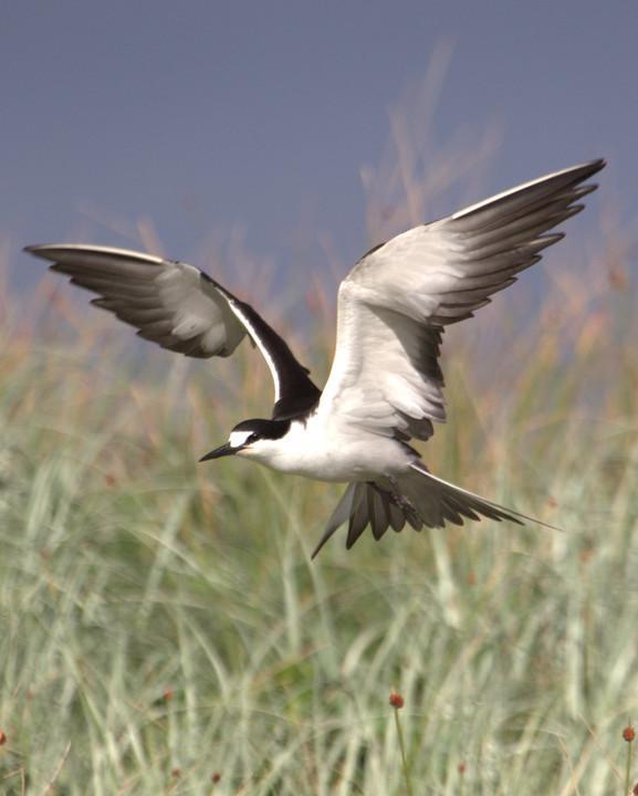 Sooty Tern Photo by Mat Gilfedder