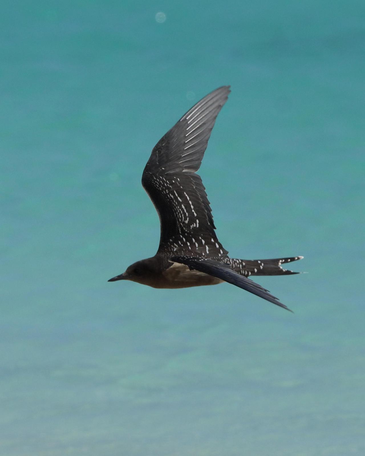 Sooty Tern Photo by Steve Percival