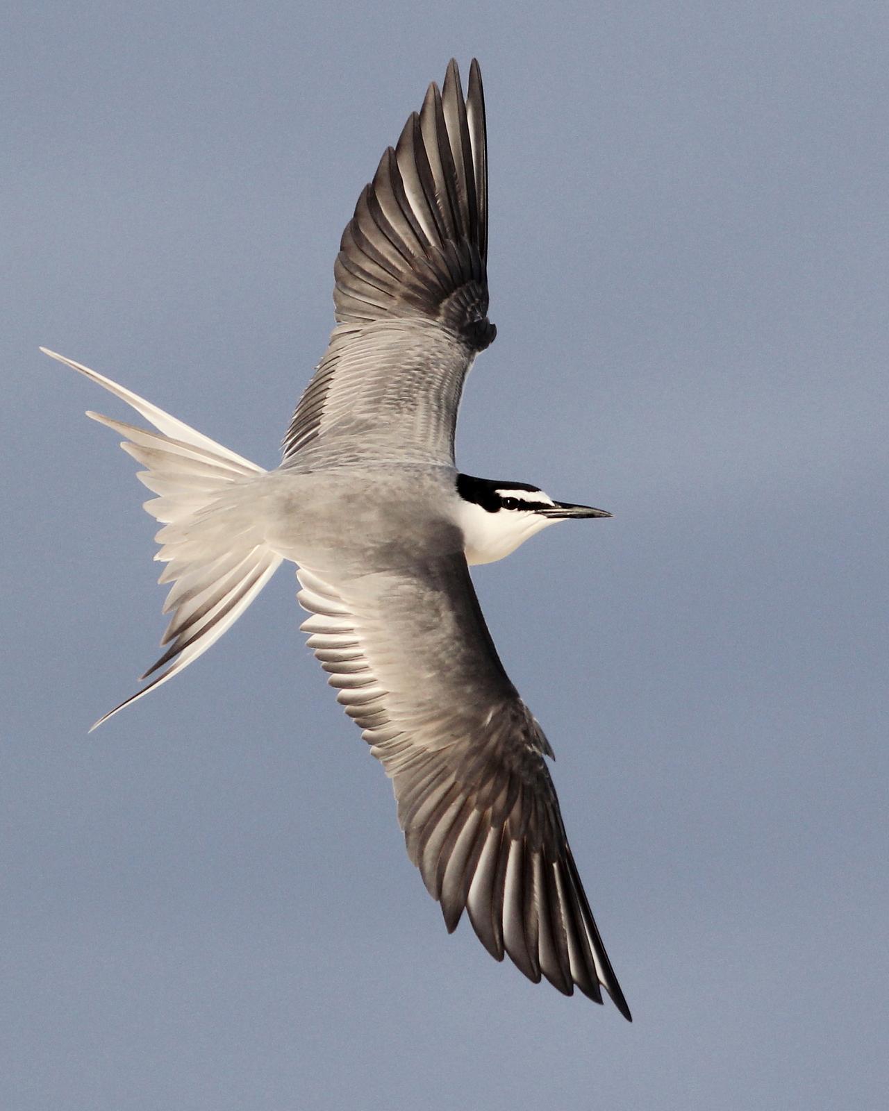 Gray-backed Tern Photo by Cameron Rutt