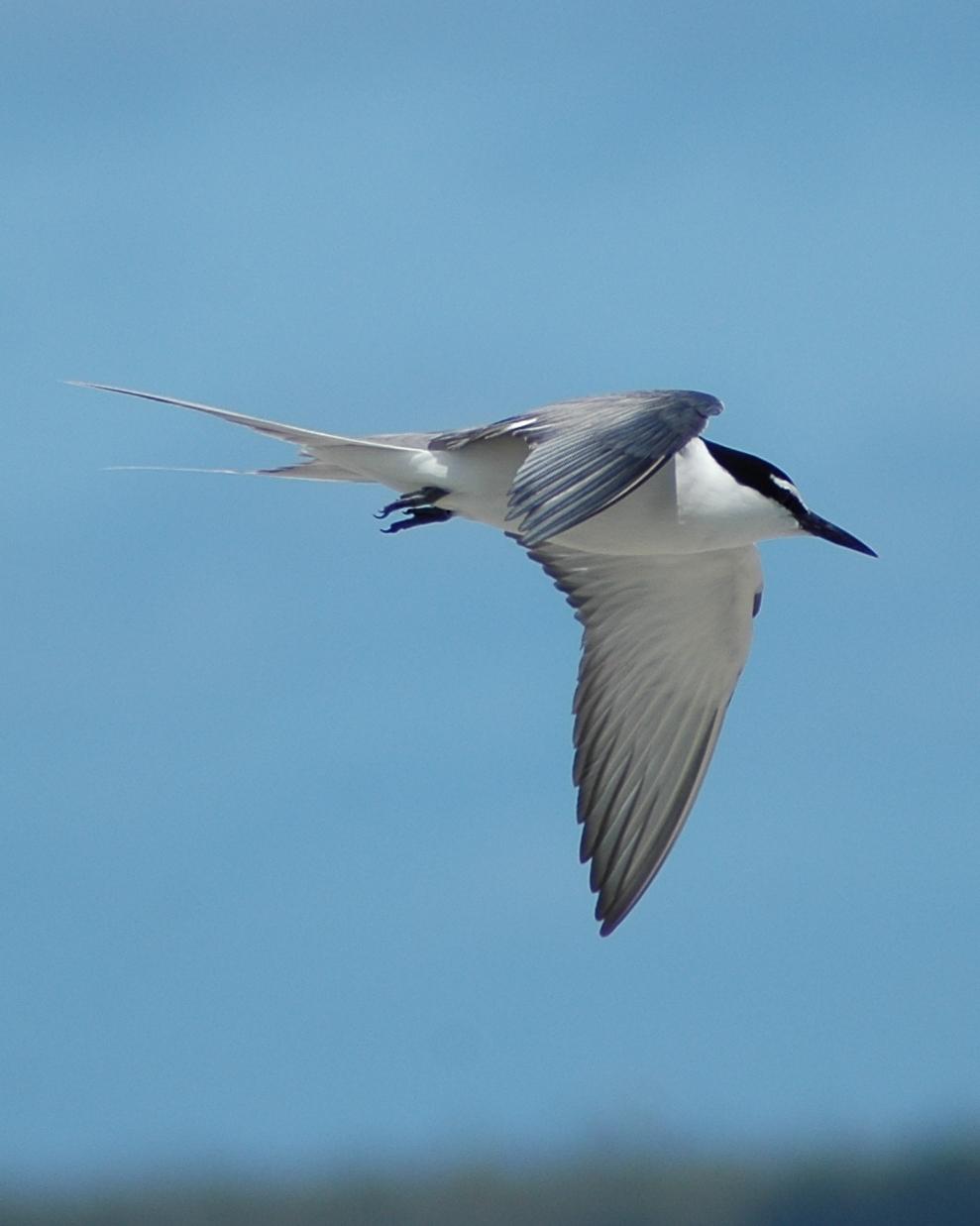 Gray-backed Tern Photo by Steve Tucker