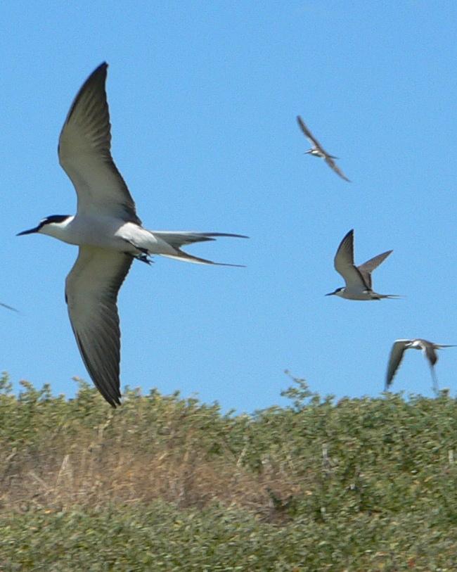 Bridled Tern Photo by Peter Lowe