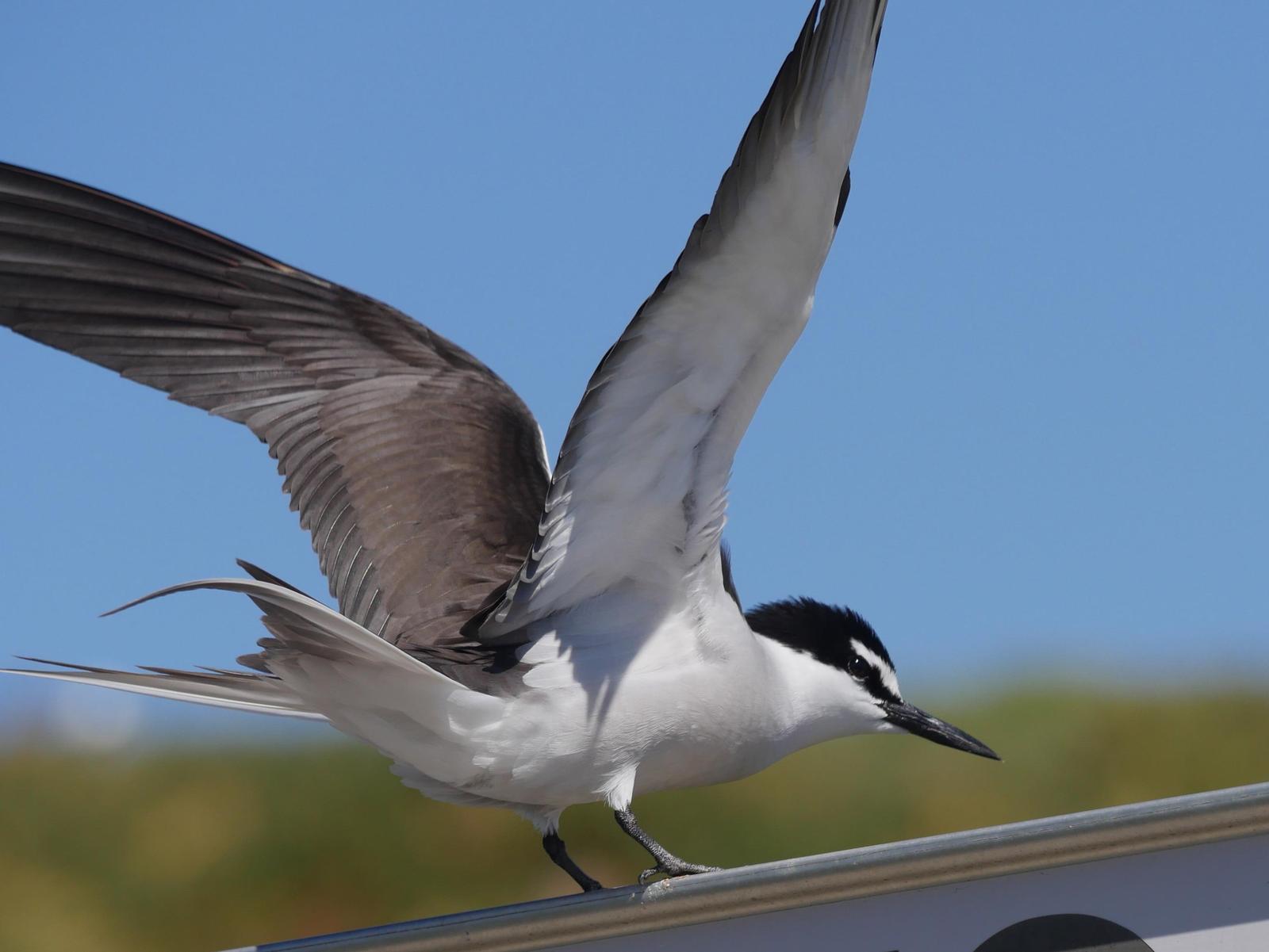 Bridled Tern Photo by Peter Lowe