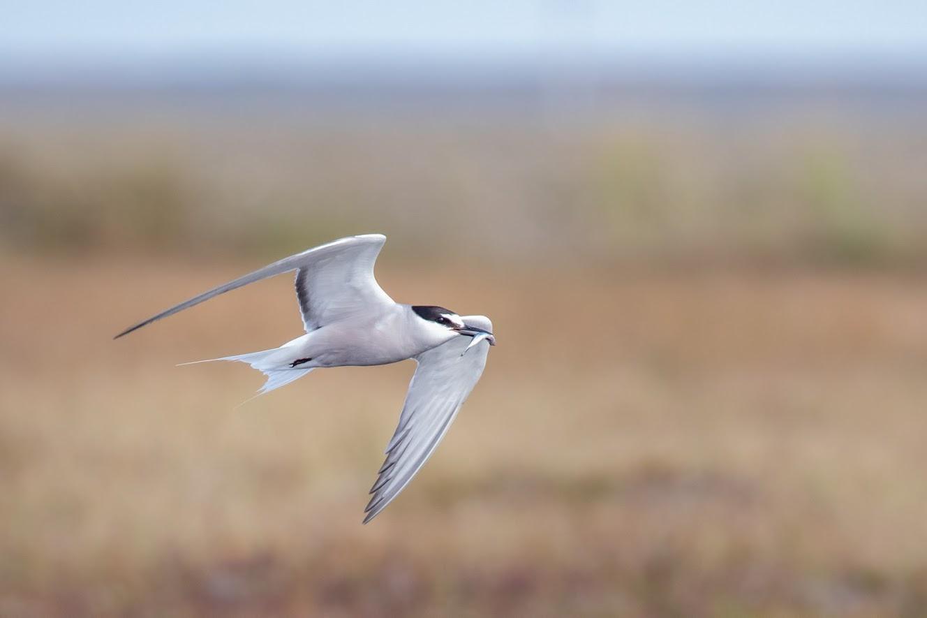 Aleutian Tern Photo by Kate Persons