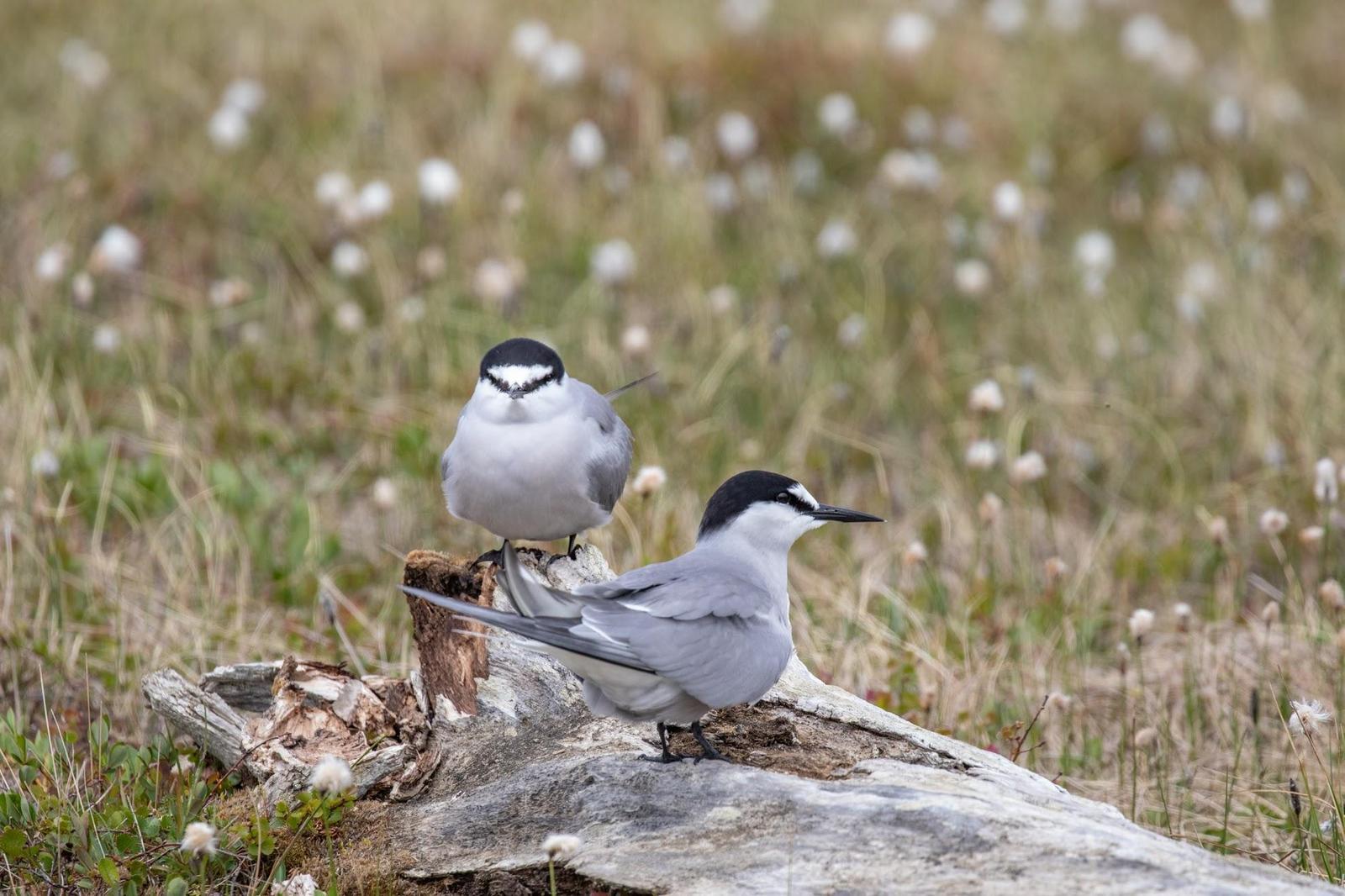 Aleutian Tern Photo by Kate Persons