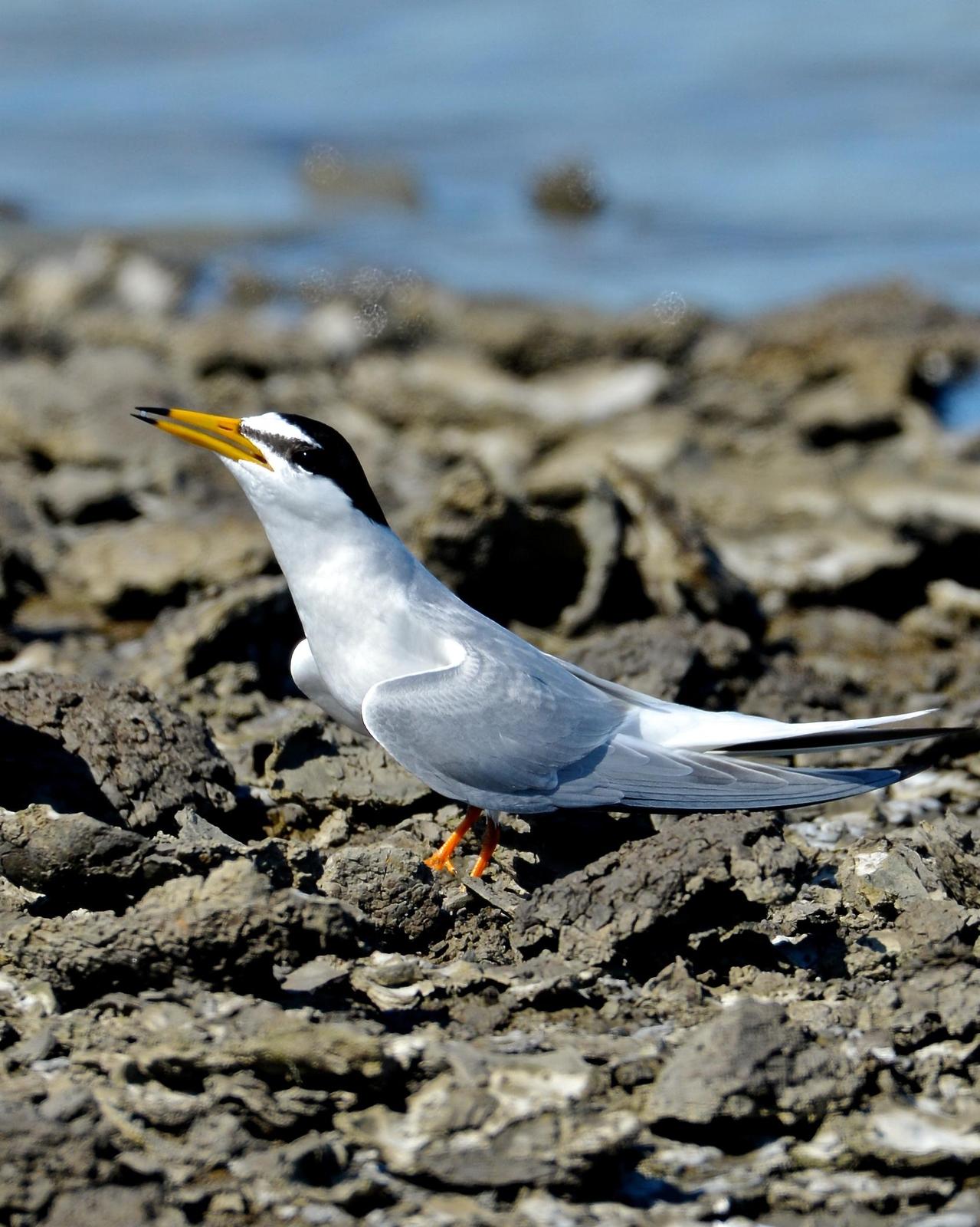 Little Tern Photo by Gerald Friesen