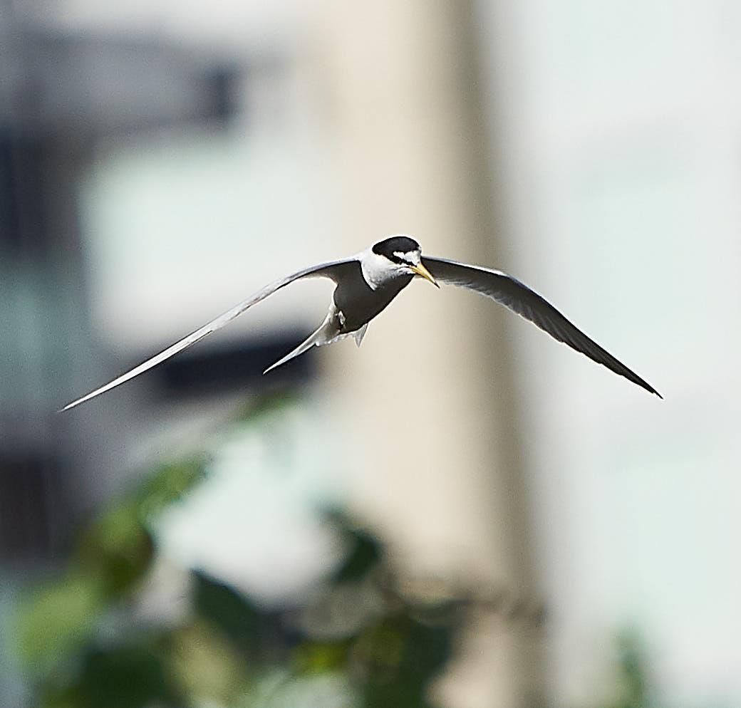 Little Tern Photo by Steven Cheong